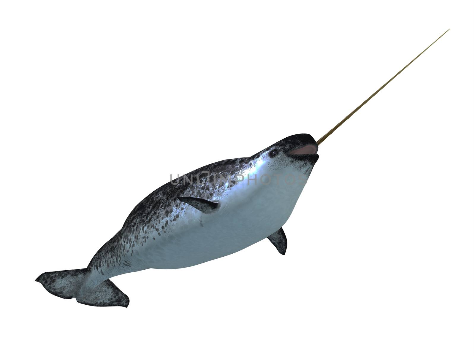 Narwhal whales live in social groups called pods and live in the Arctic ocean and males have a tusk.