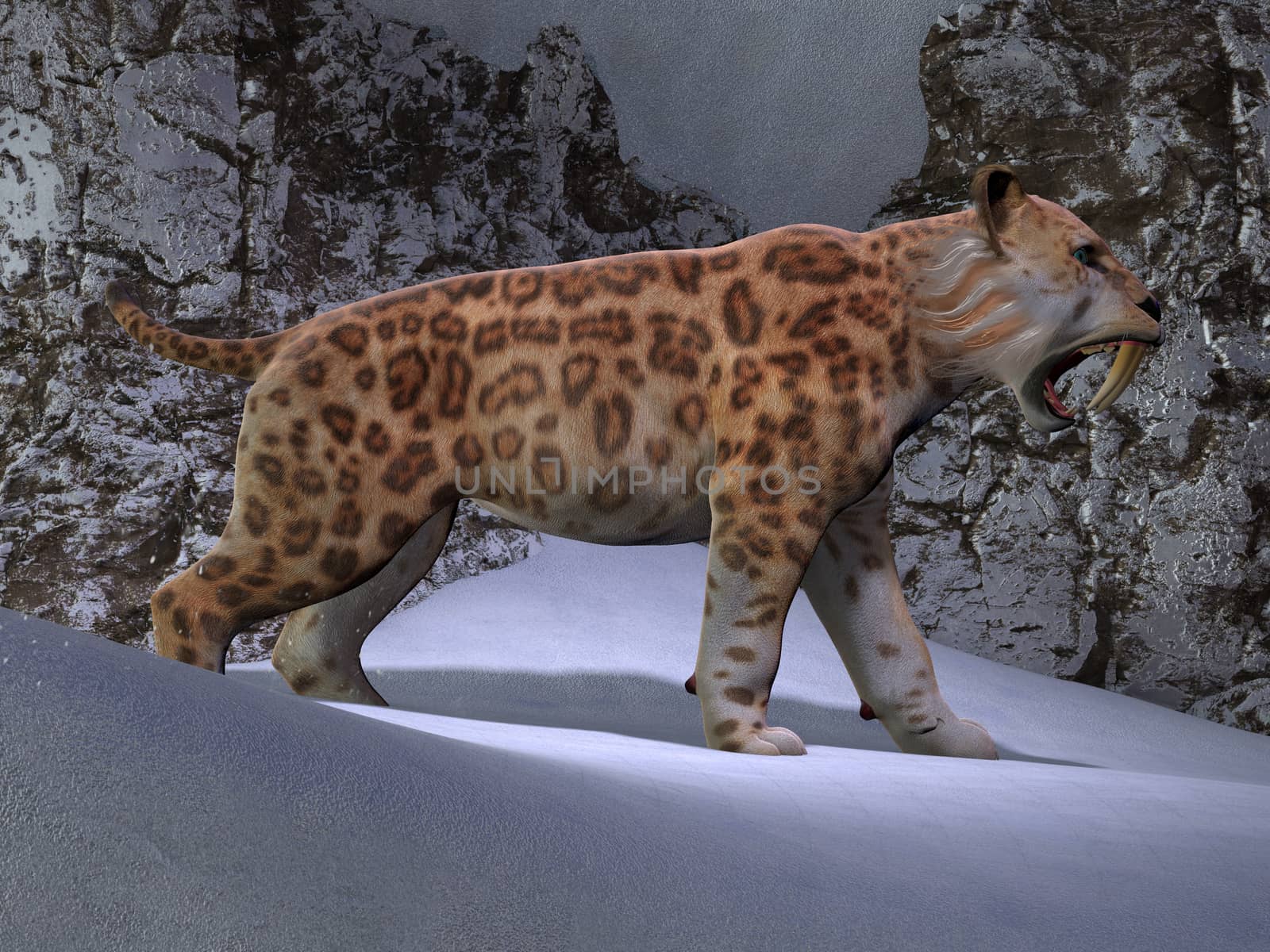 A Saber-toothed Tiger makes his way through the snow as he looks for mountain prey in the Eocene Era.