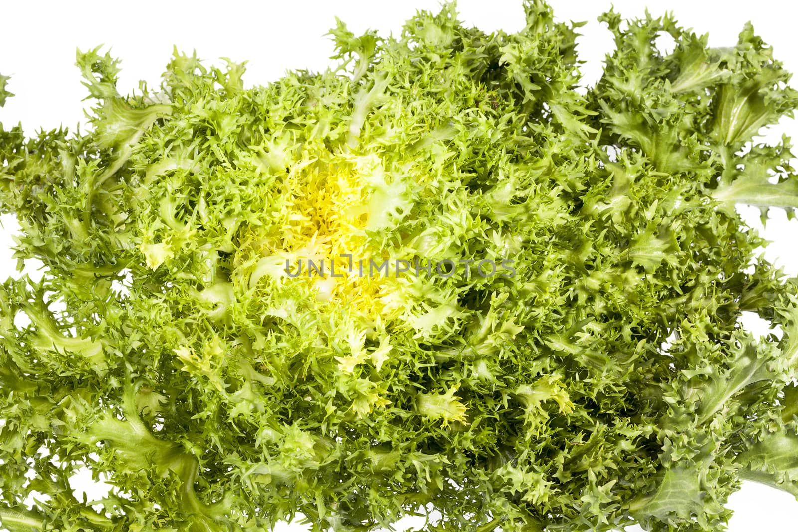 Salad Cichorium endivia on white background.