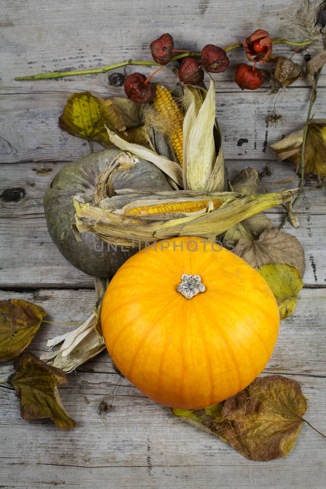 Happy Thanksgiving Day, Decoration on a wooden table with Pumpkins, Corncob and autumn leaves