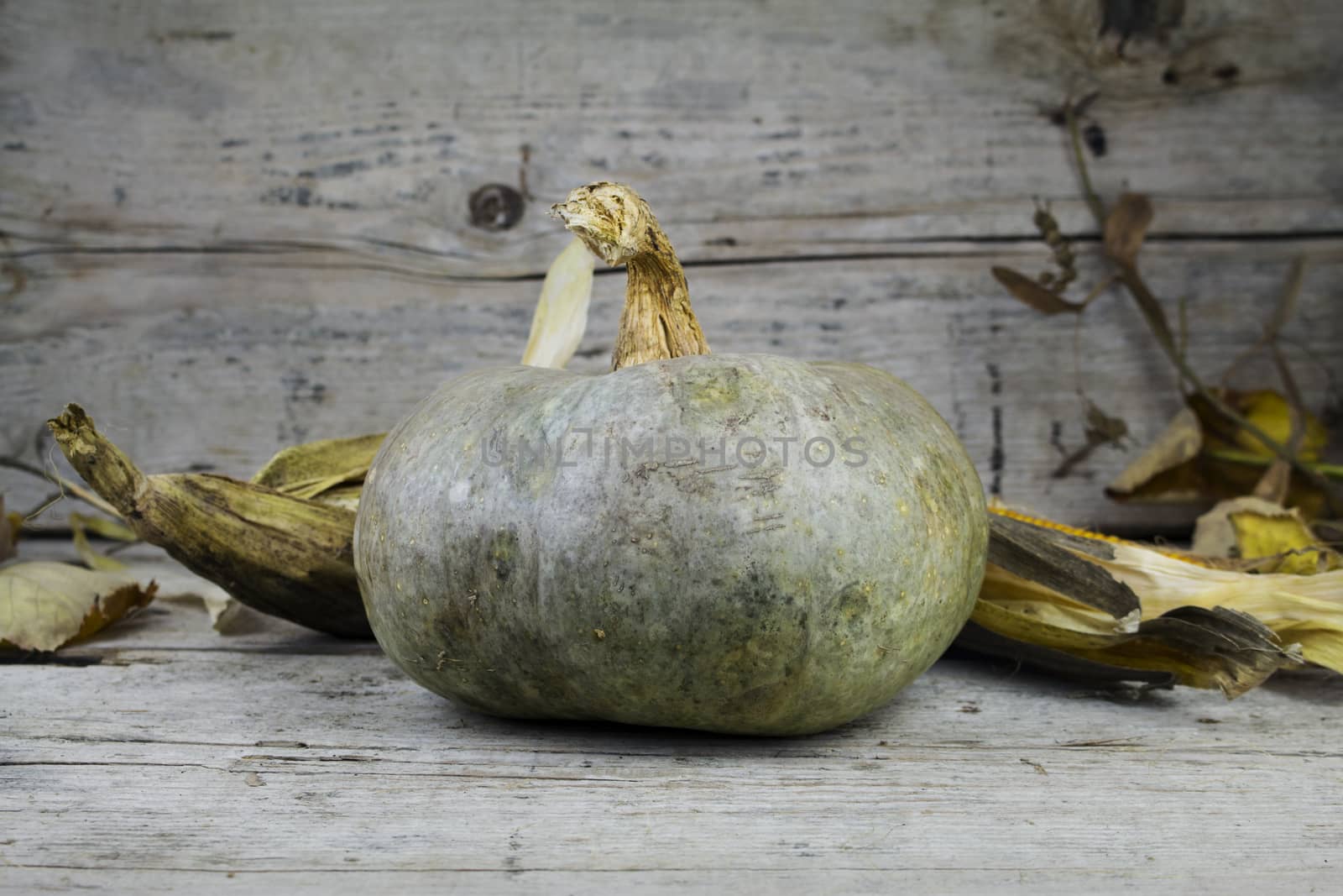 Pumpkin, Corncob and autumn leaves Decoration on a wooden table by alexandarilich