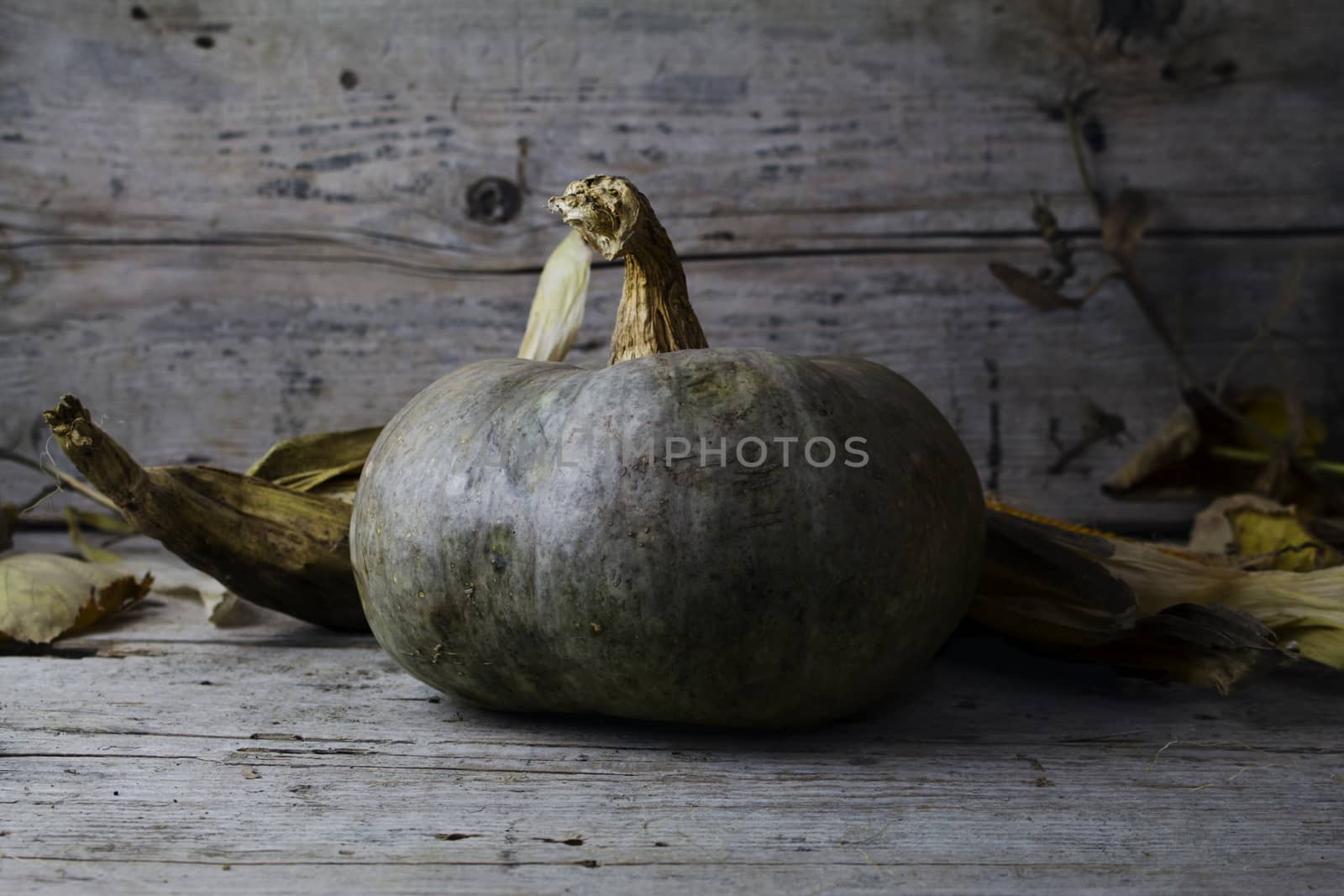Pumpkins, Corncob and autumn leaves Decoration on a wooden table by alexandarilich
