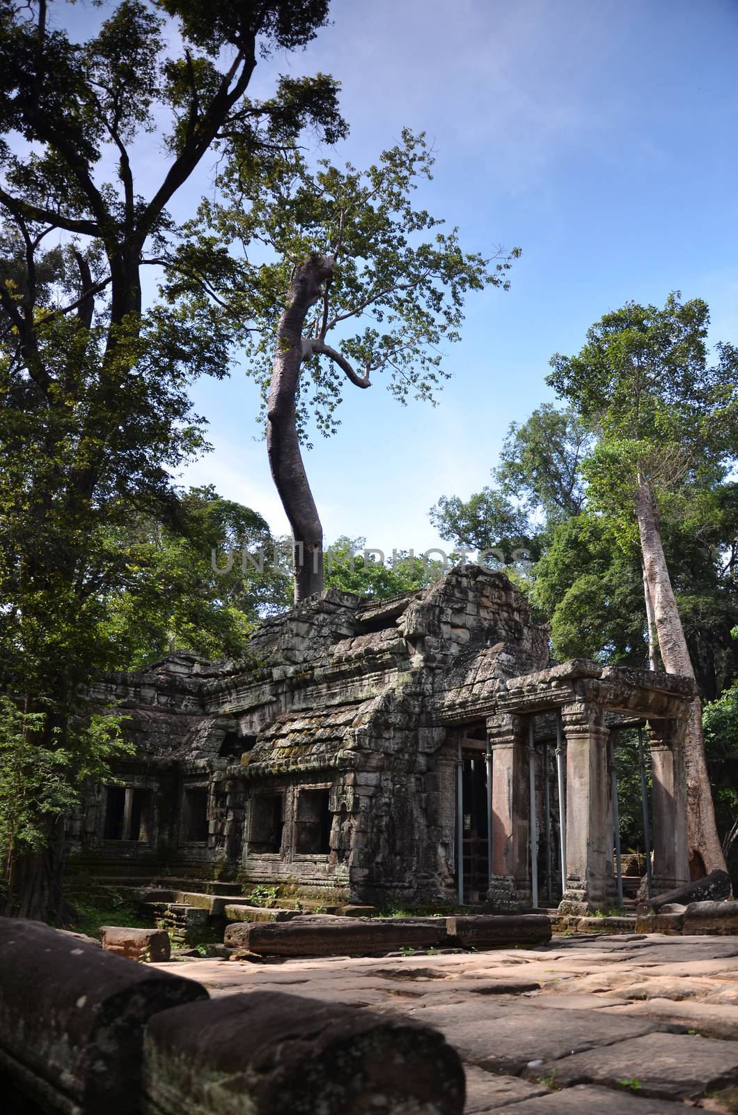 Ta Prohm Temple, Angkor, Cambodia by tang90246