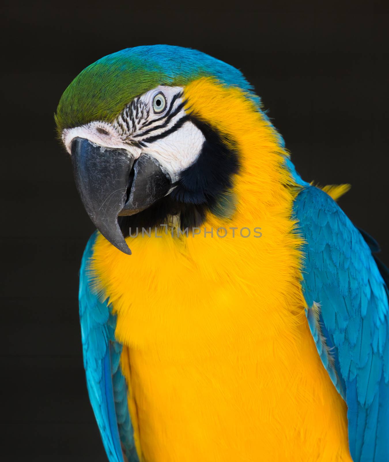 Beautiful Blue and Gold Macaw parrot with large beak looking intently