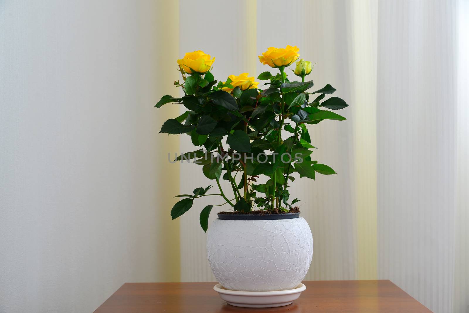 Yellow rose on background of white curtains by olgavolodina