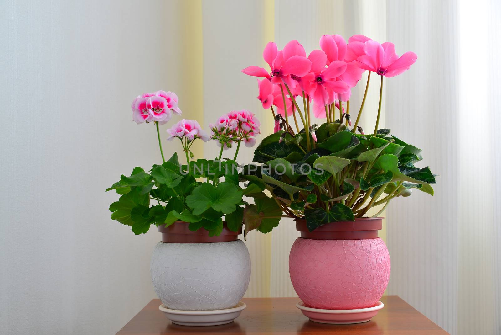 Pink cyclamen and geranium on background of white curtains by olgavolodina