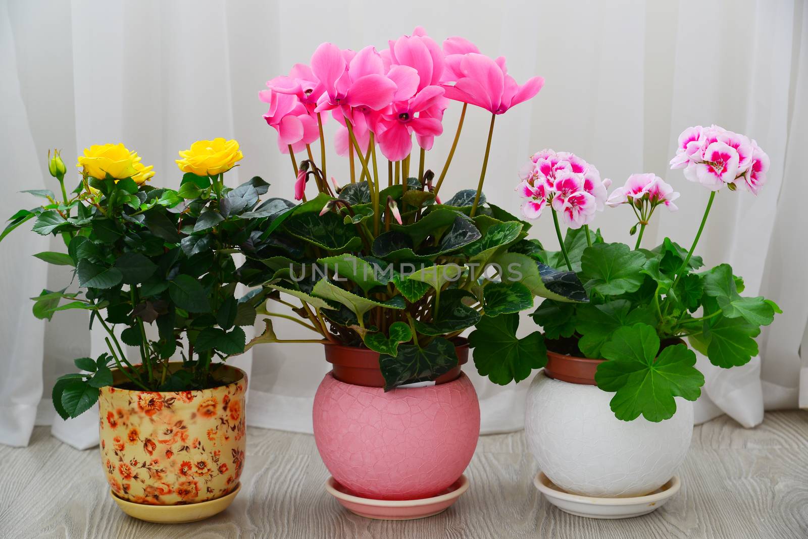 cyclamen, rose and geranium on background of white curtains by olgavolodina