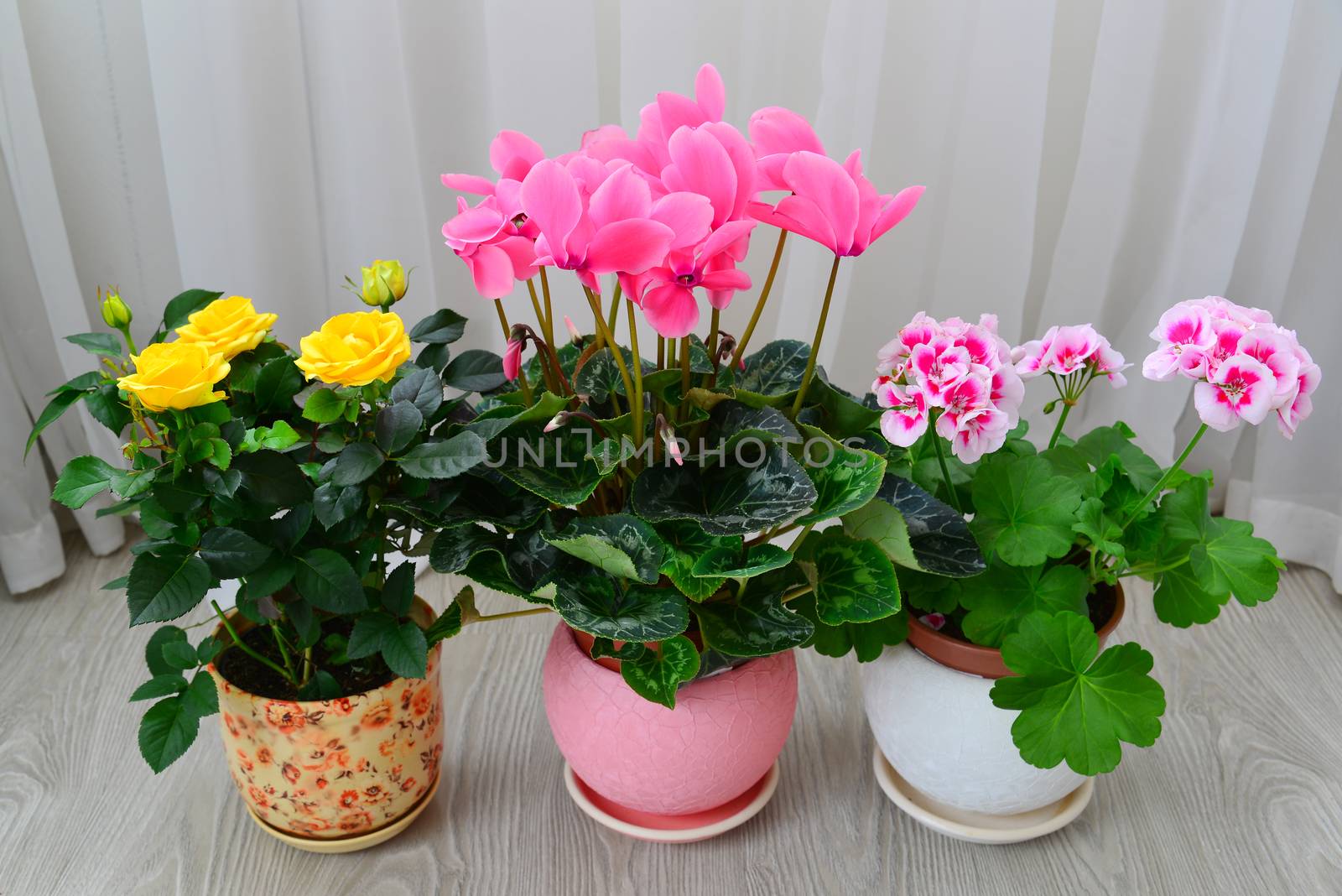 cyclamen, rose and geranium on background of white curtains by olgavolodina