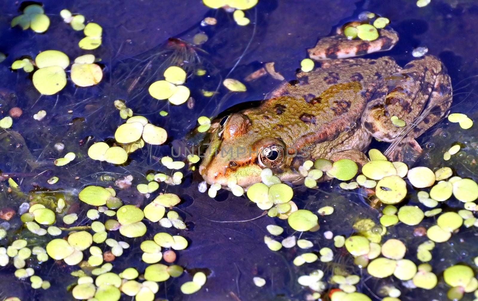 a frog in the lake, among aquatic plants