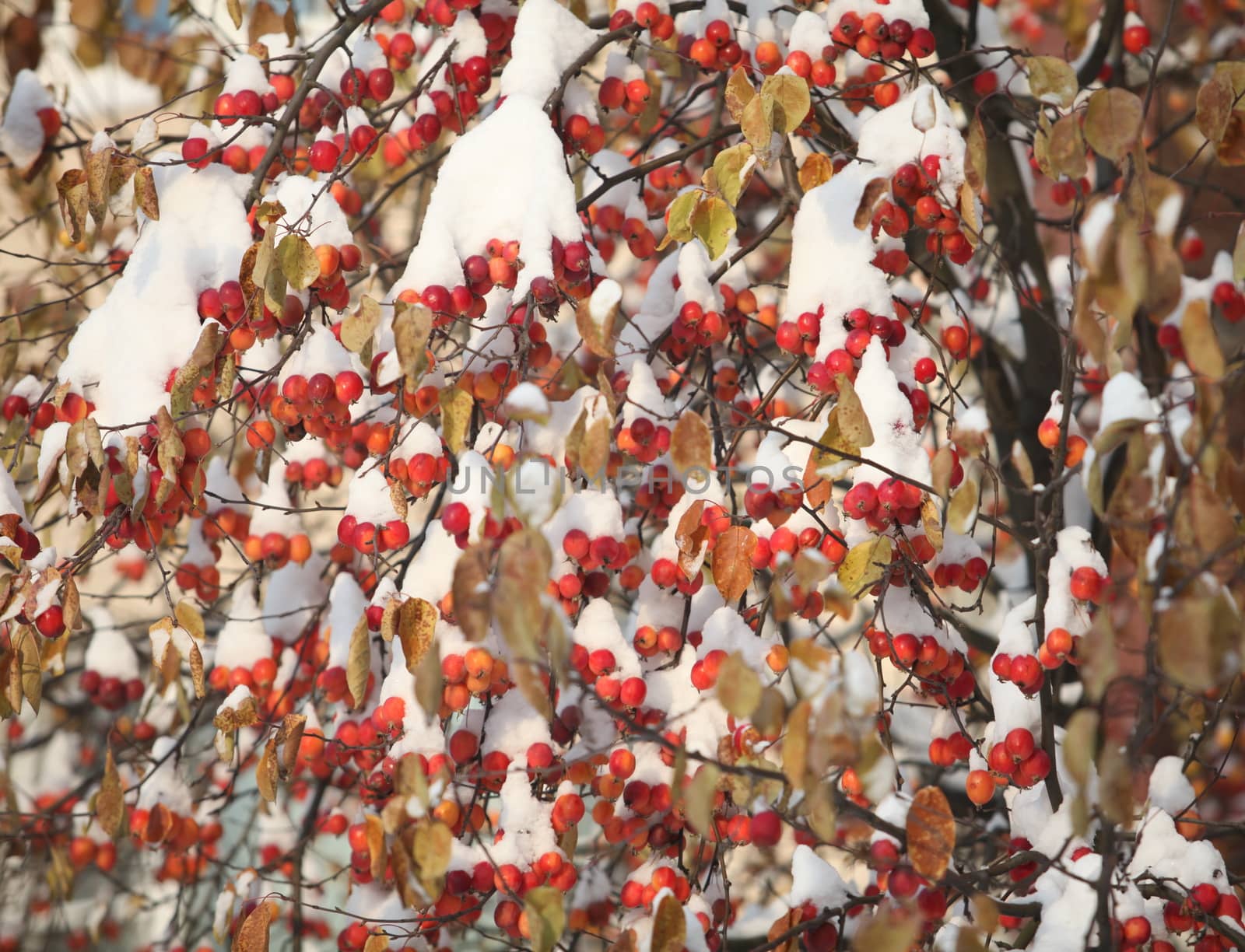 red apples on the branches covered with snow