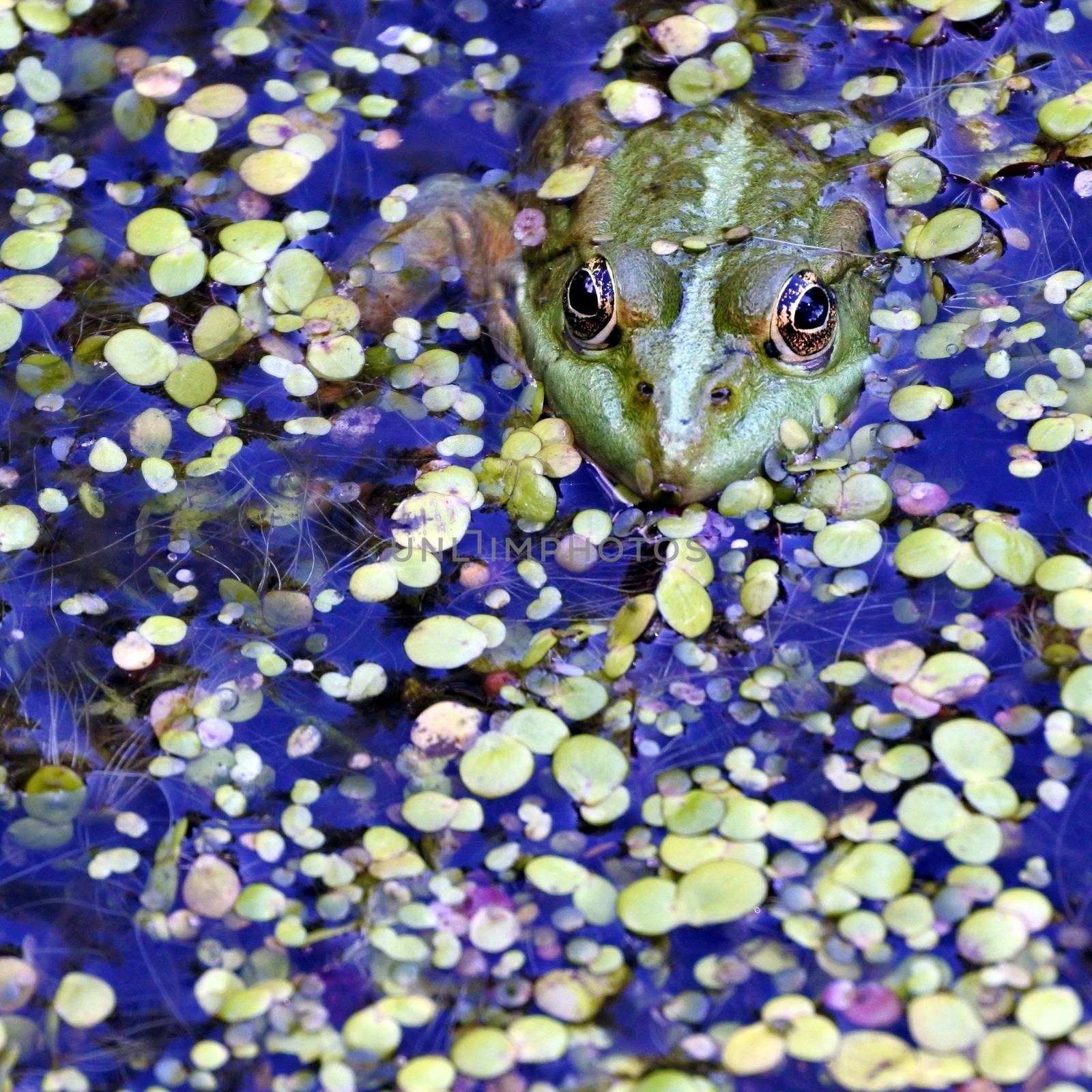 a frog in the lake, among aquatic plants