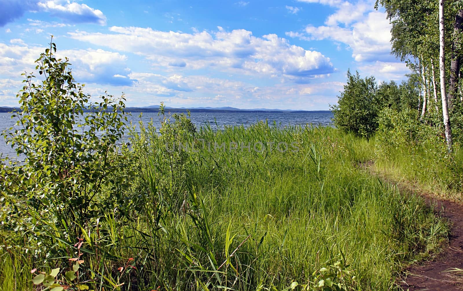 The shore of a lake in summer with green grass and trees