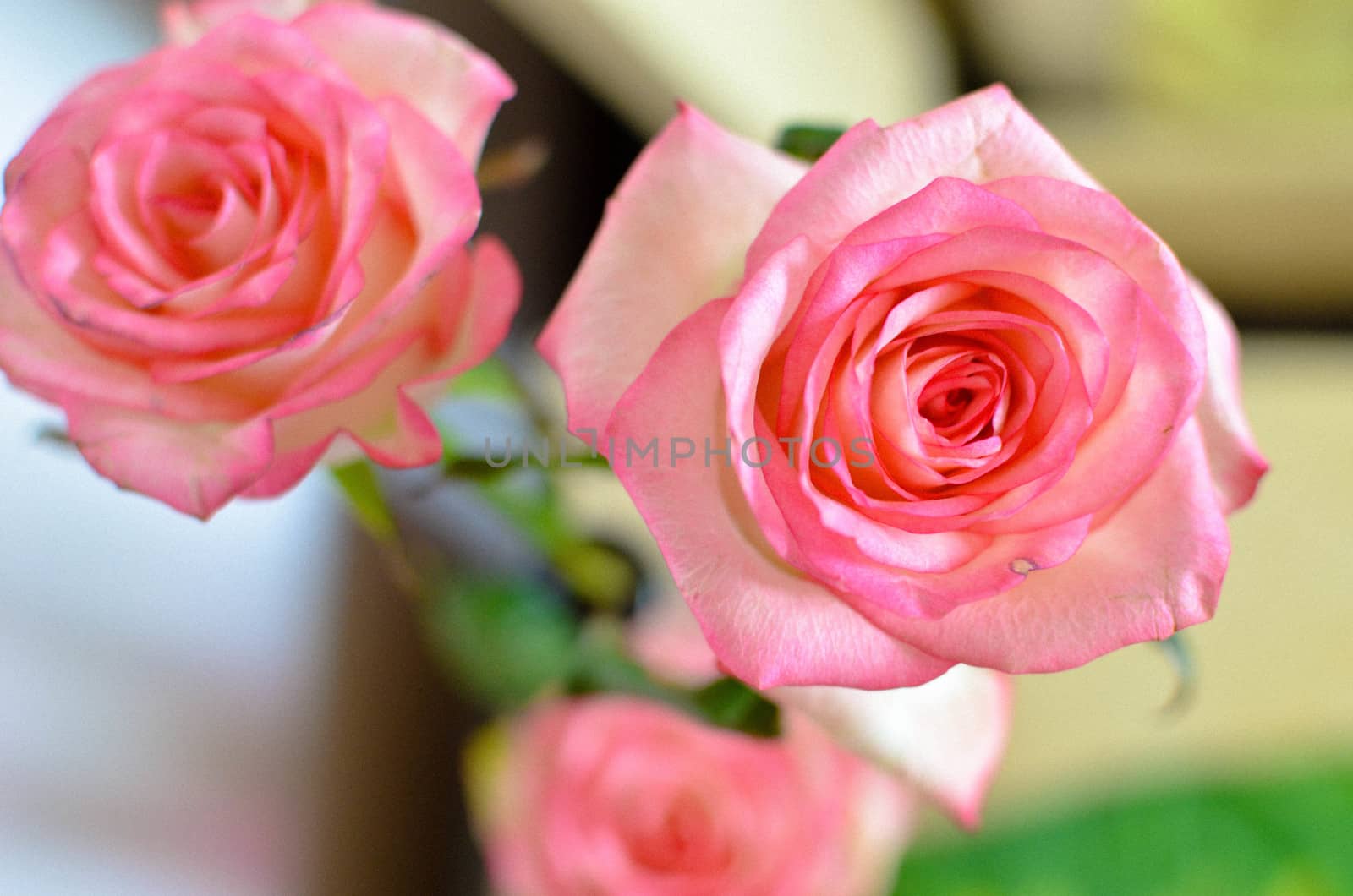 Pink Spring Rose Flower on the Table