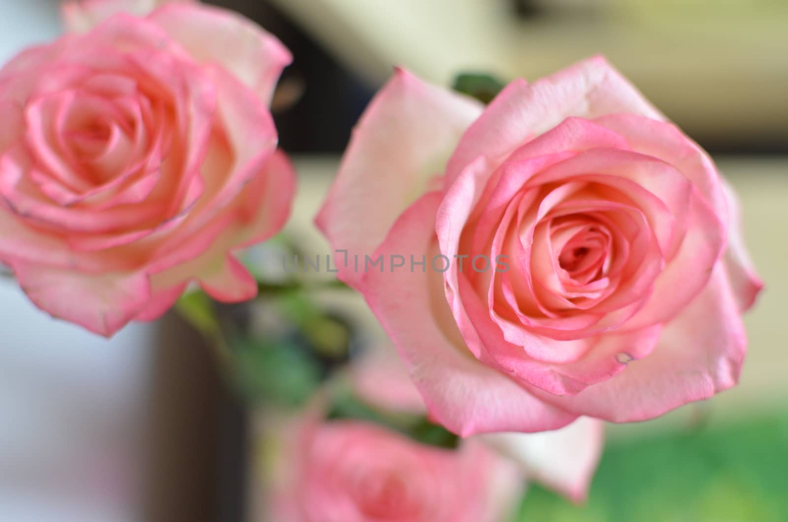 Pink Spring Rose Flower on the Table