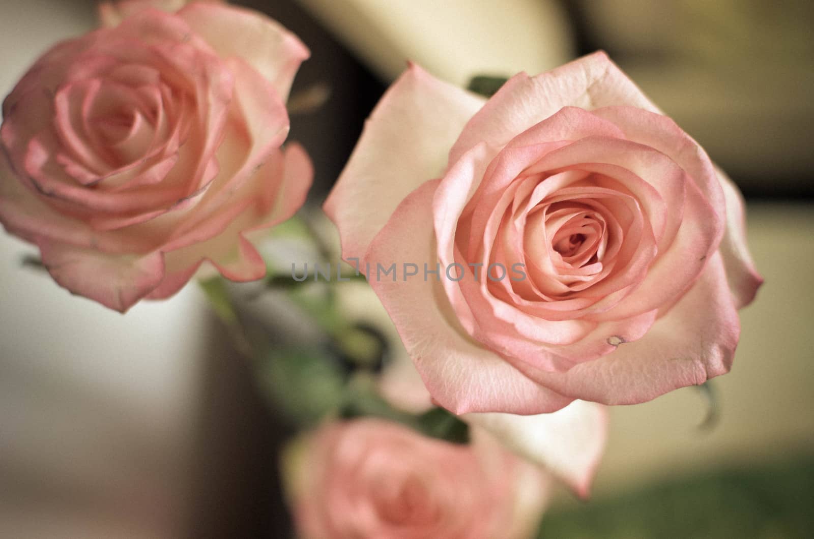 Pink Spring Rose Flower on the Table