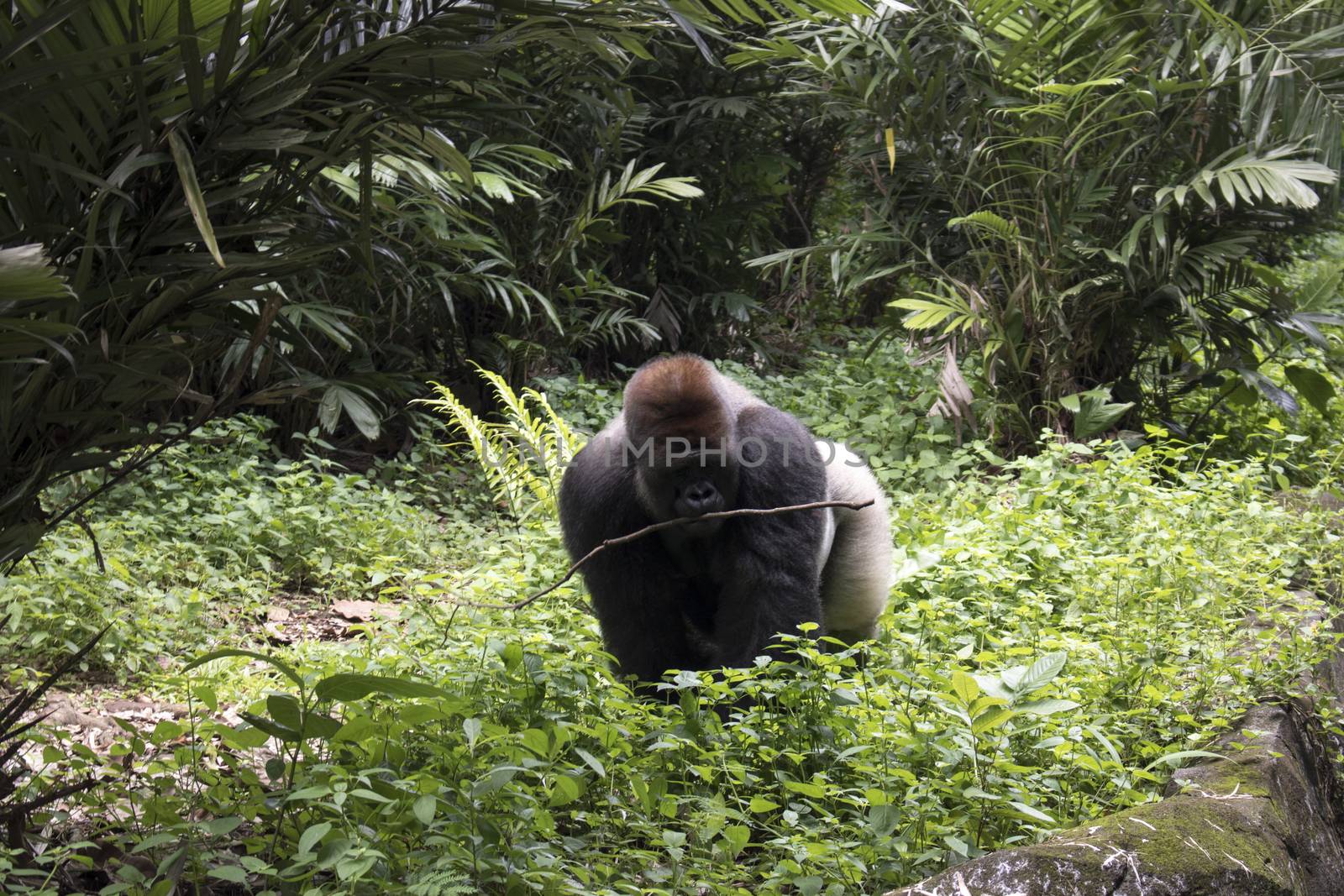 lonely big gorilla by vector1st