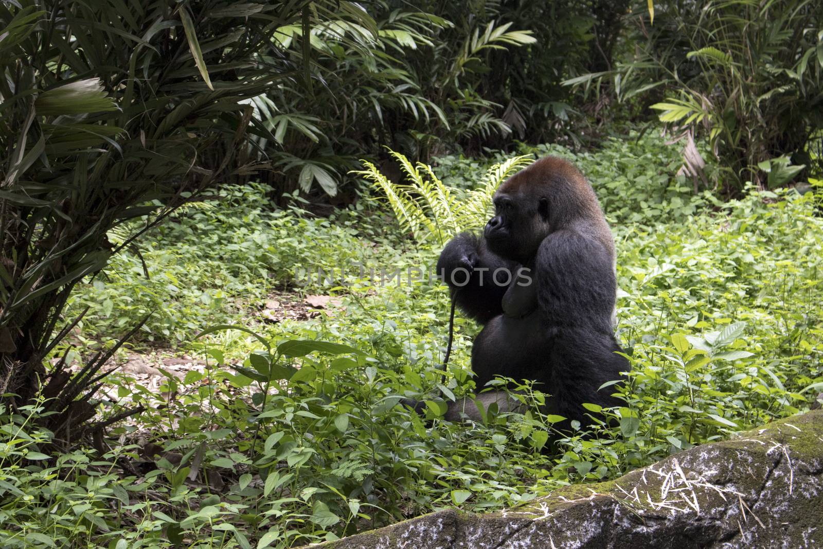 lonely big gorilla by vector1st