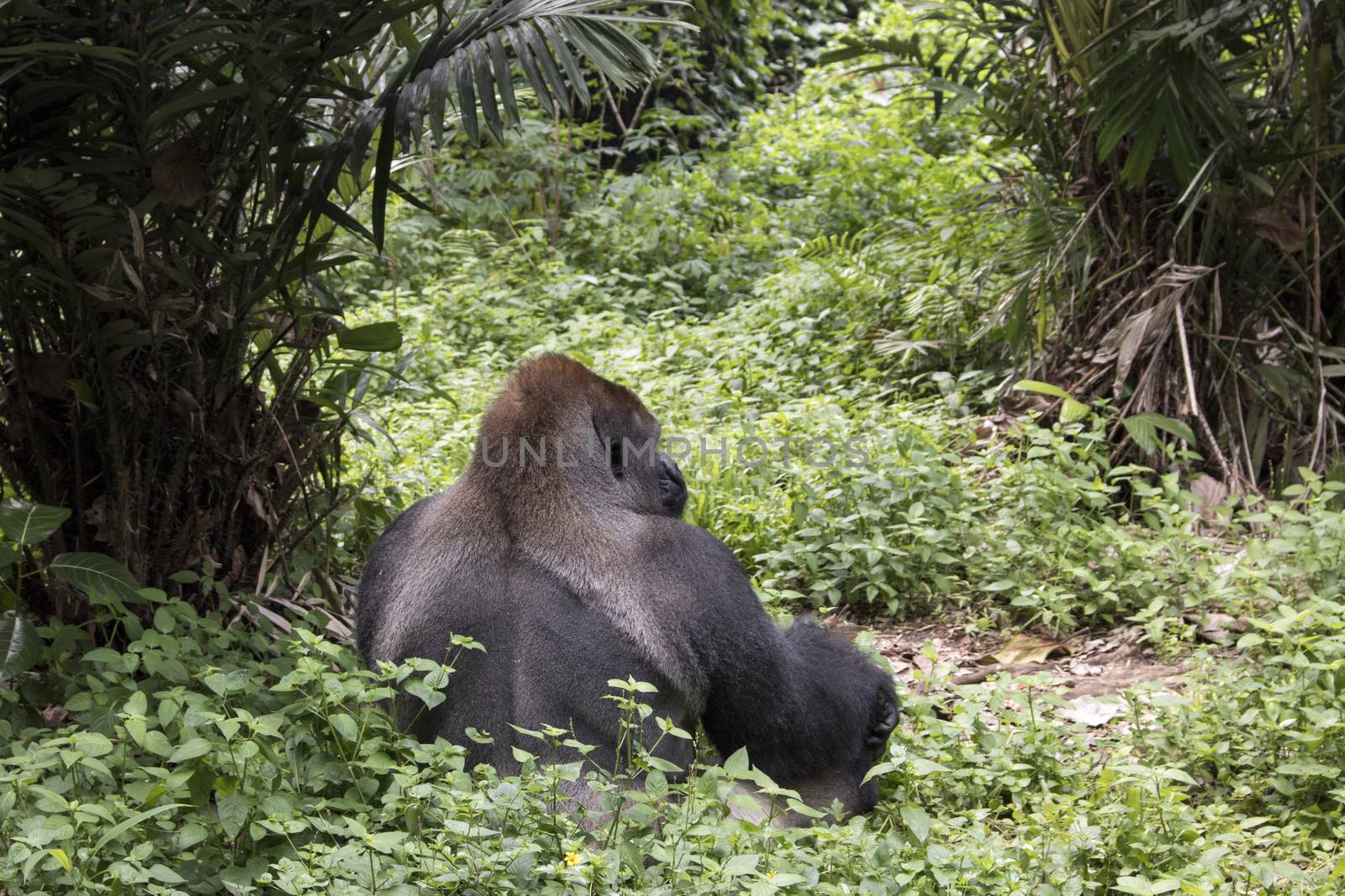 wild lonely big endangered gorilla in the forest