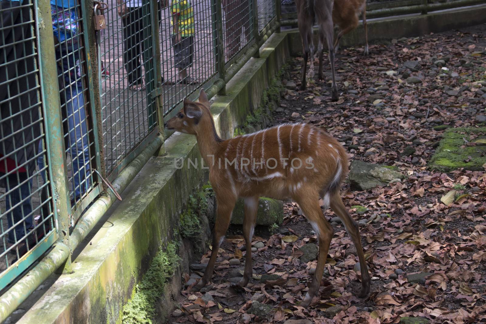 Sambar Deer Cervus unicolour in Zoo by vector1st