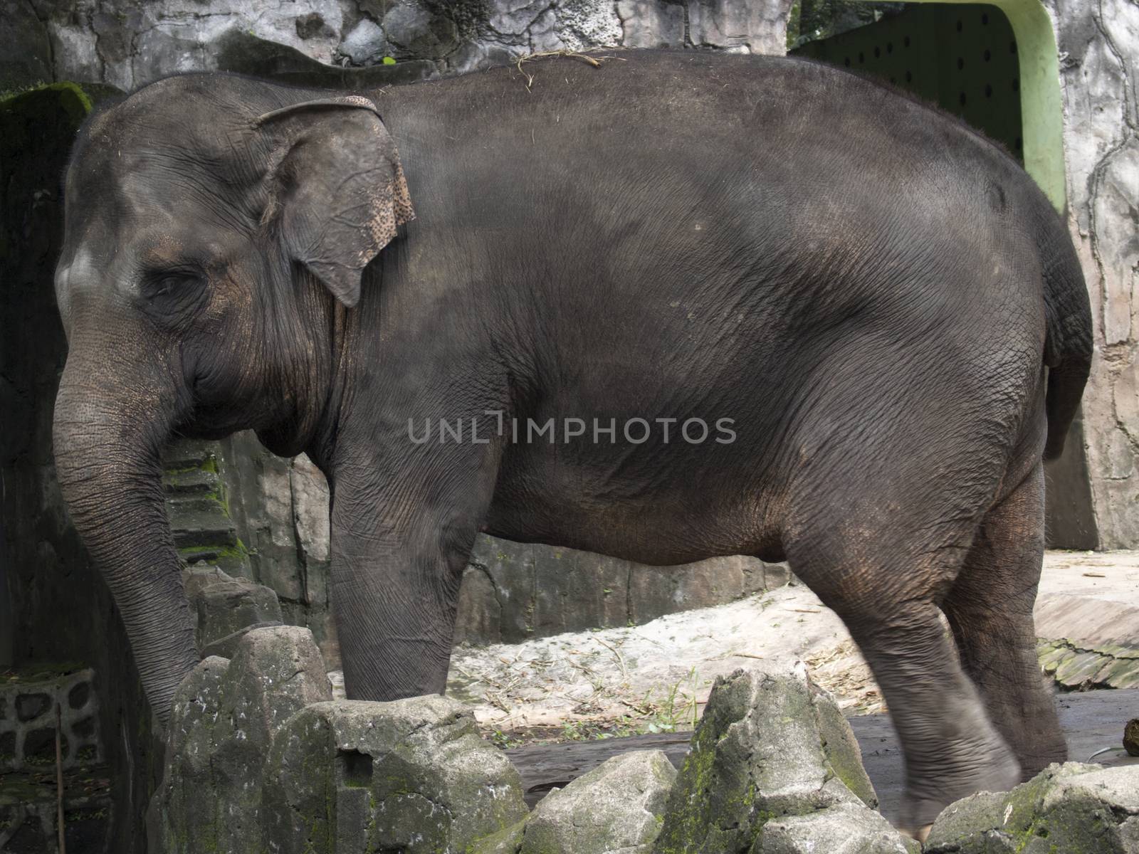 happy adorable indonesia elephant in compound cage