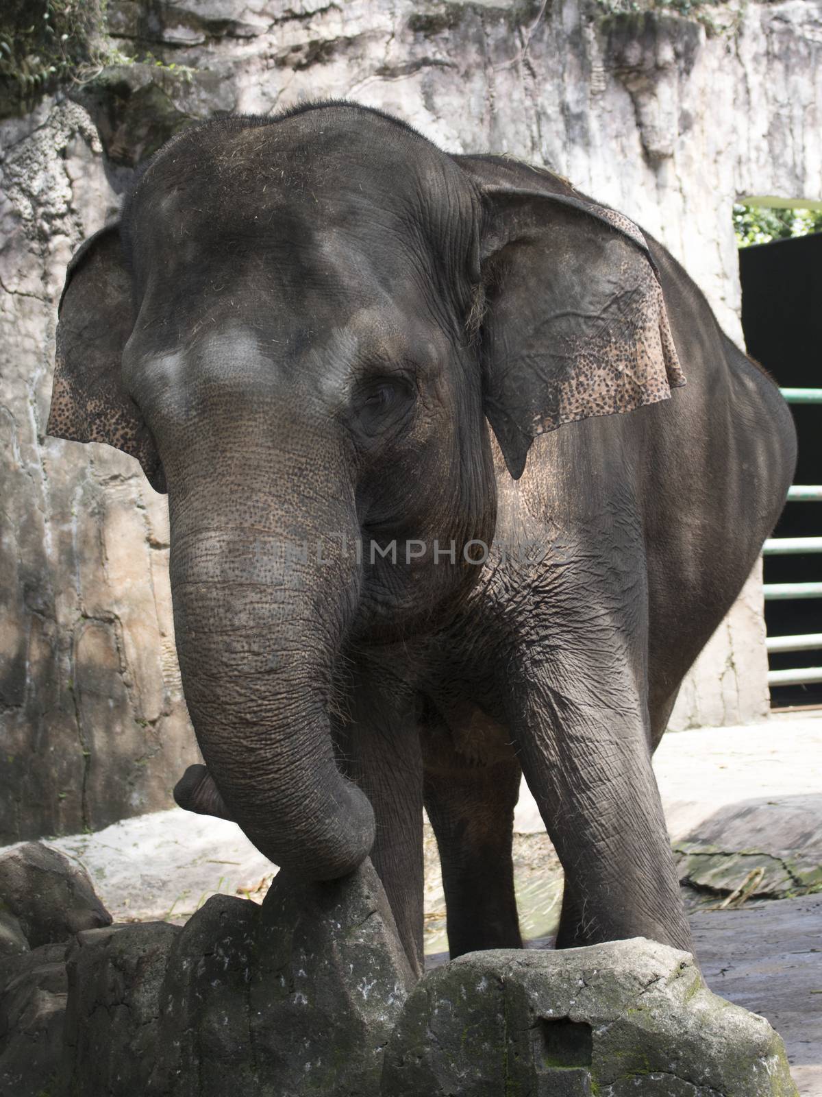 happy indonesia elephant in compound cage by vector1st