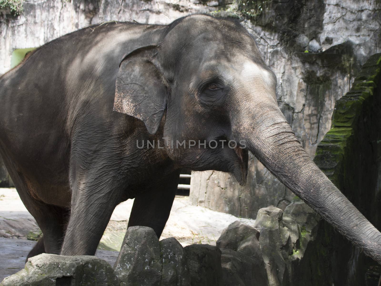 happy indonesia elephant in compound cage by vector1st