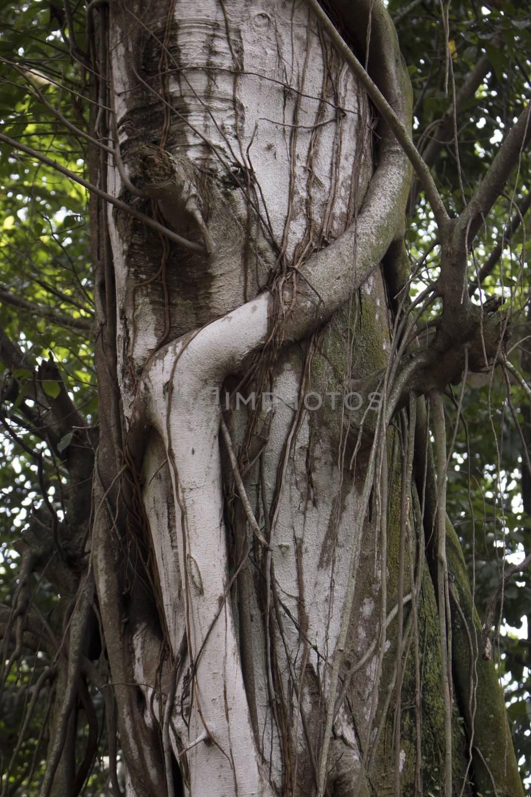 tree roots leaf branch grow jungle forest