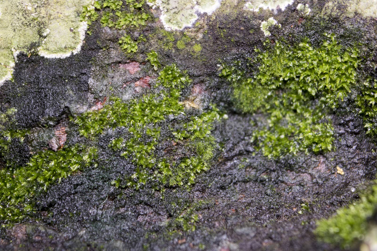moss on a tree in the forest