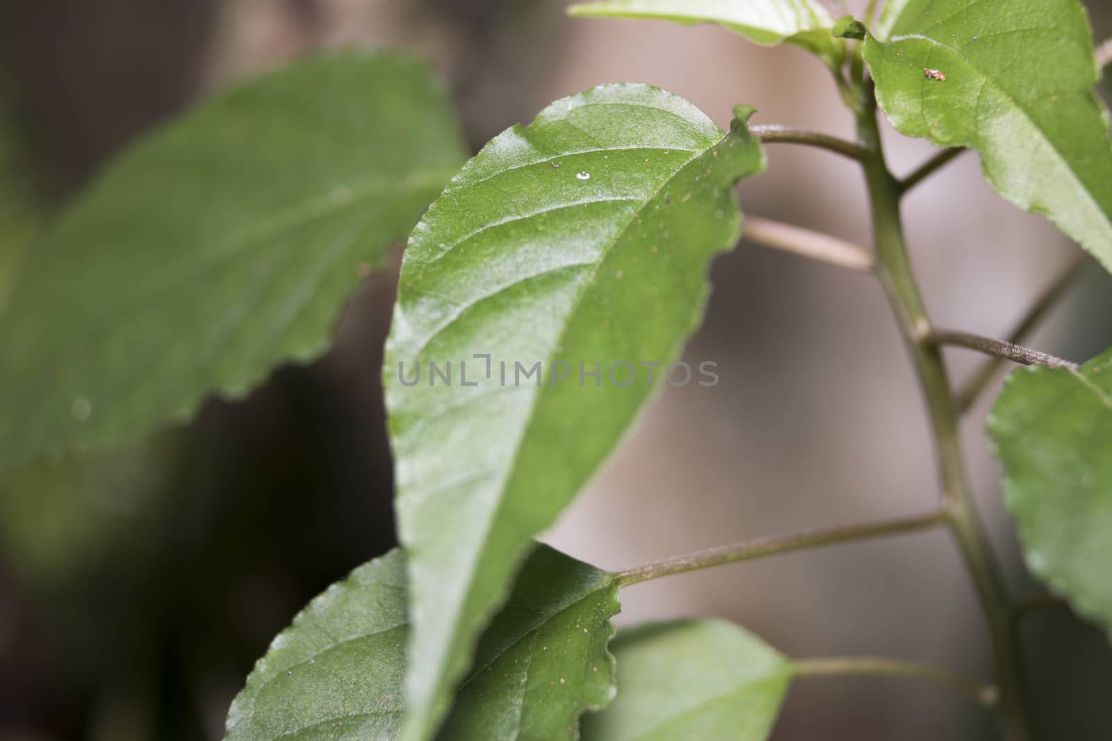 Single green leaf on dry branch tree