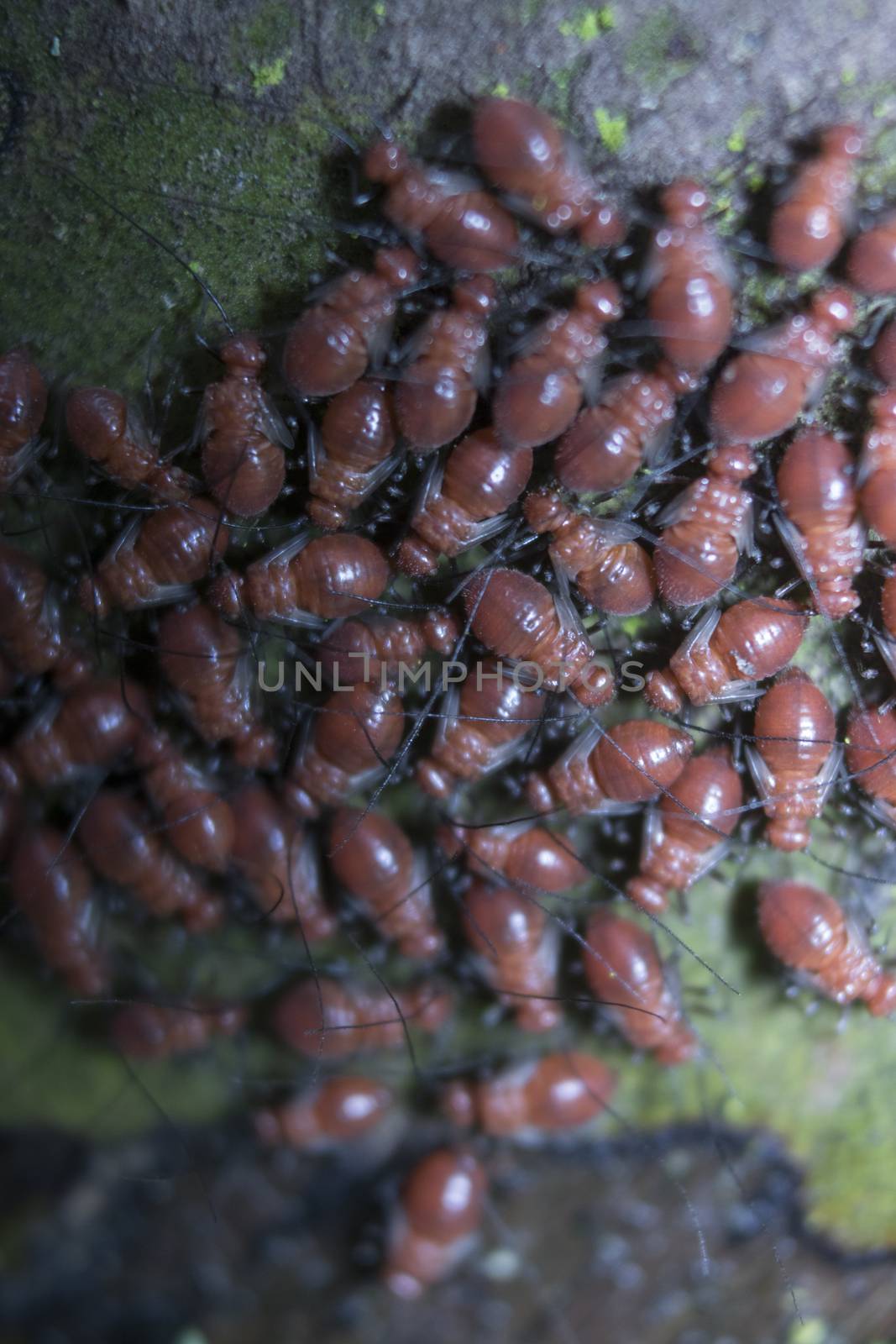 little group of red baby ants on tree by vector1st