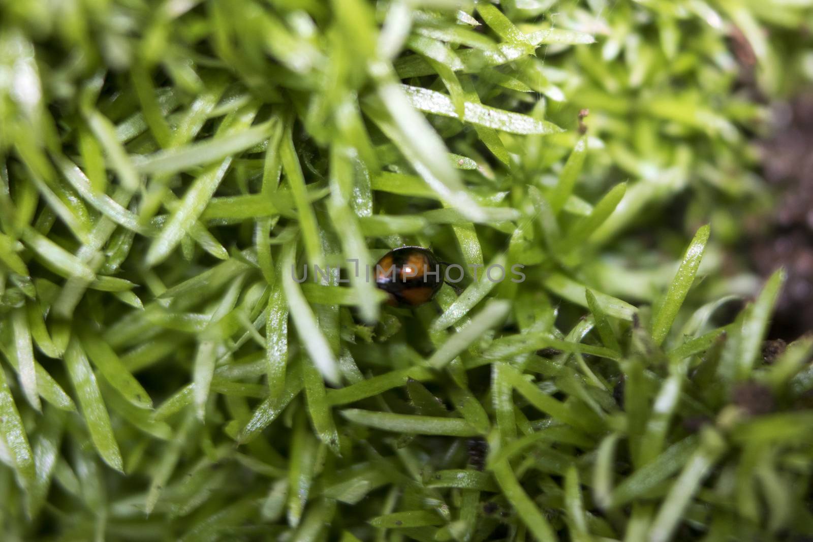 Little red ladybug crawling on a blade of grass on the green blurry background