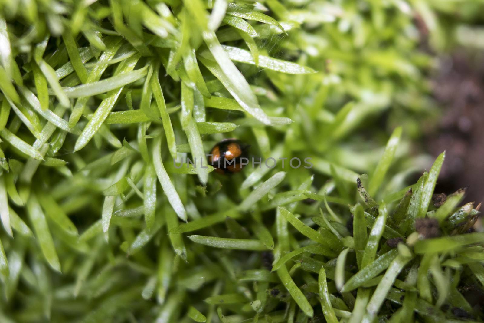 Little red ladybug crawling on a blade of grass on the green blurry background by vector1st