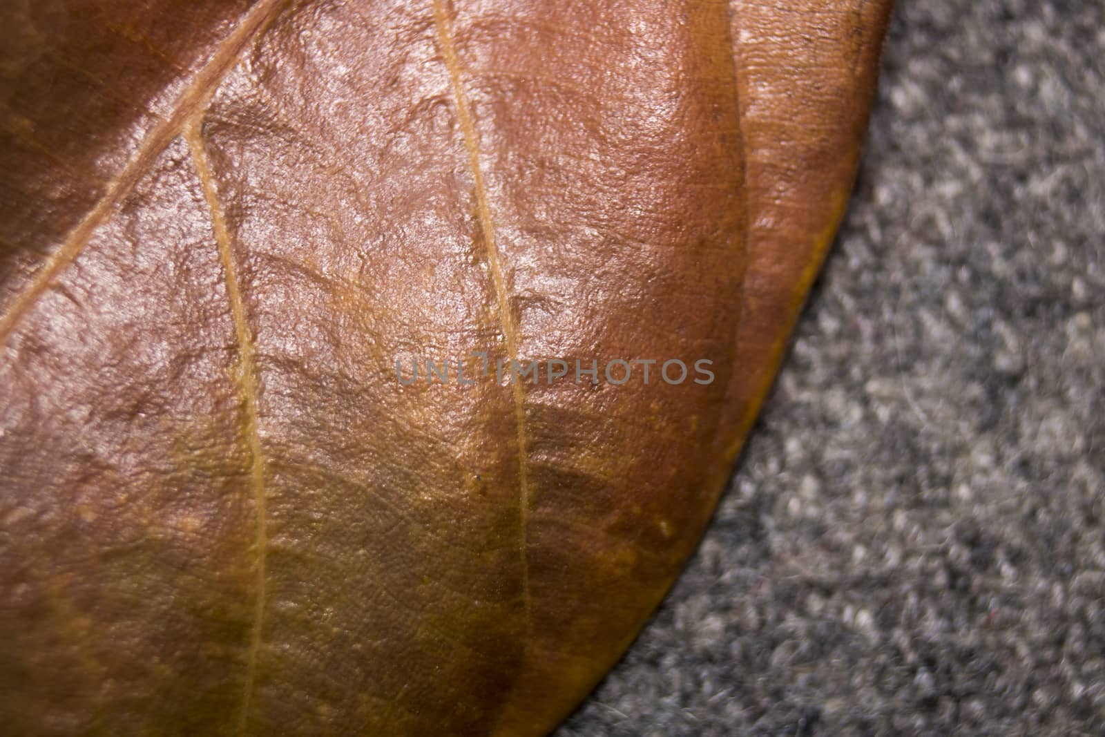 Close up of colorful autumnal leaf macro photo