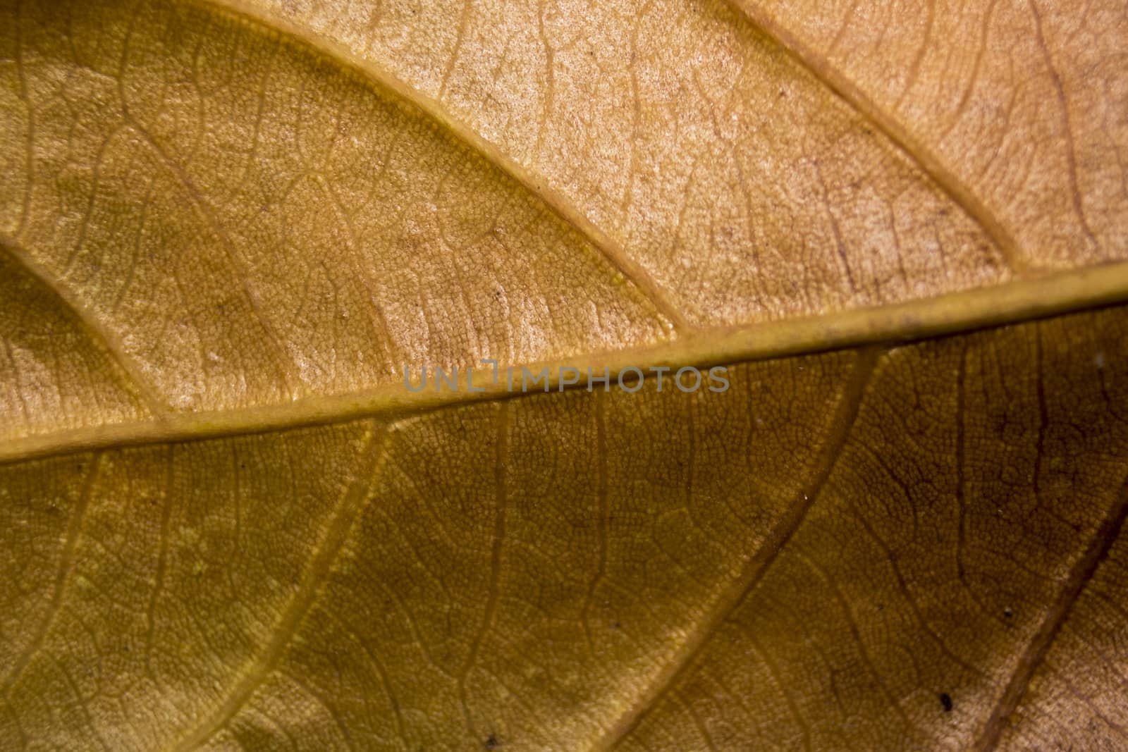 Close up of colorful autumnal leaf by vector1st