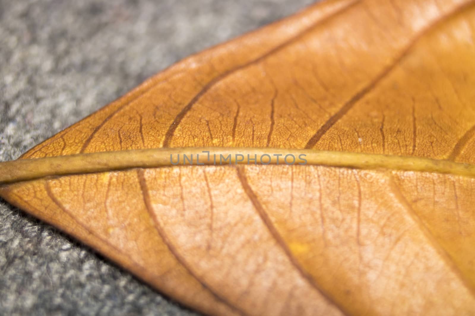 Close up of colorful autumnal leaf by vector1st