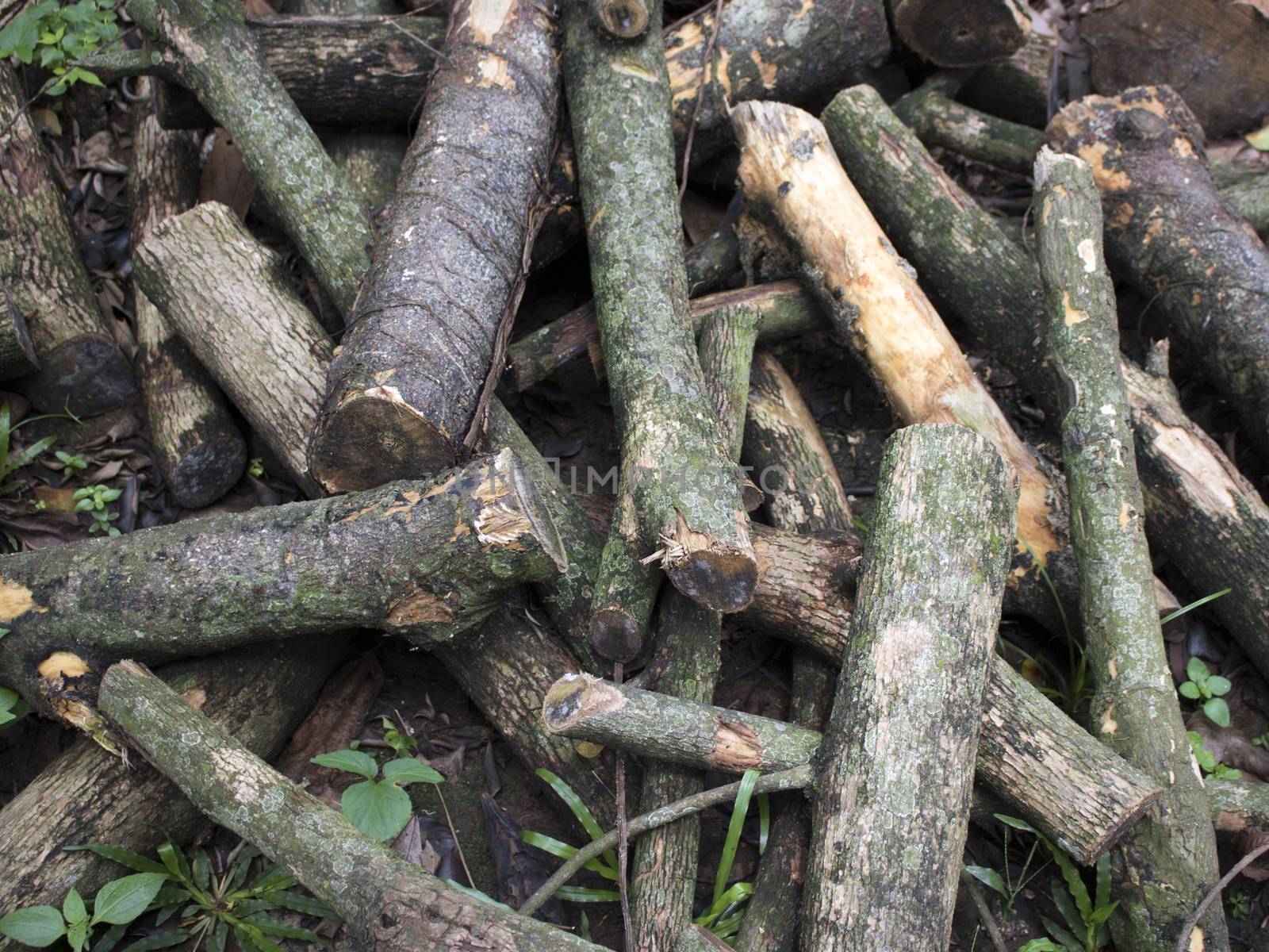 Stacked tree wood logs on the grass ground by vector1st