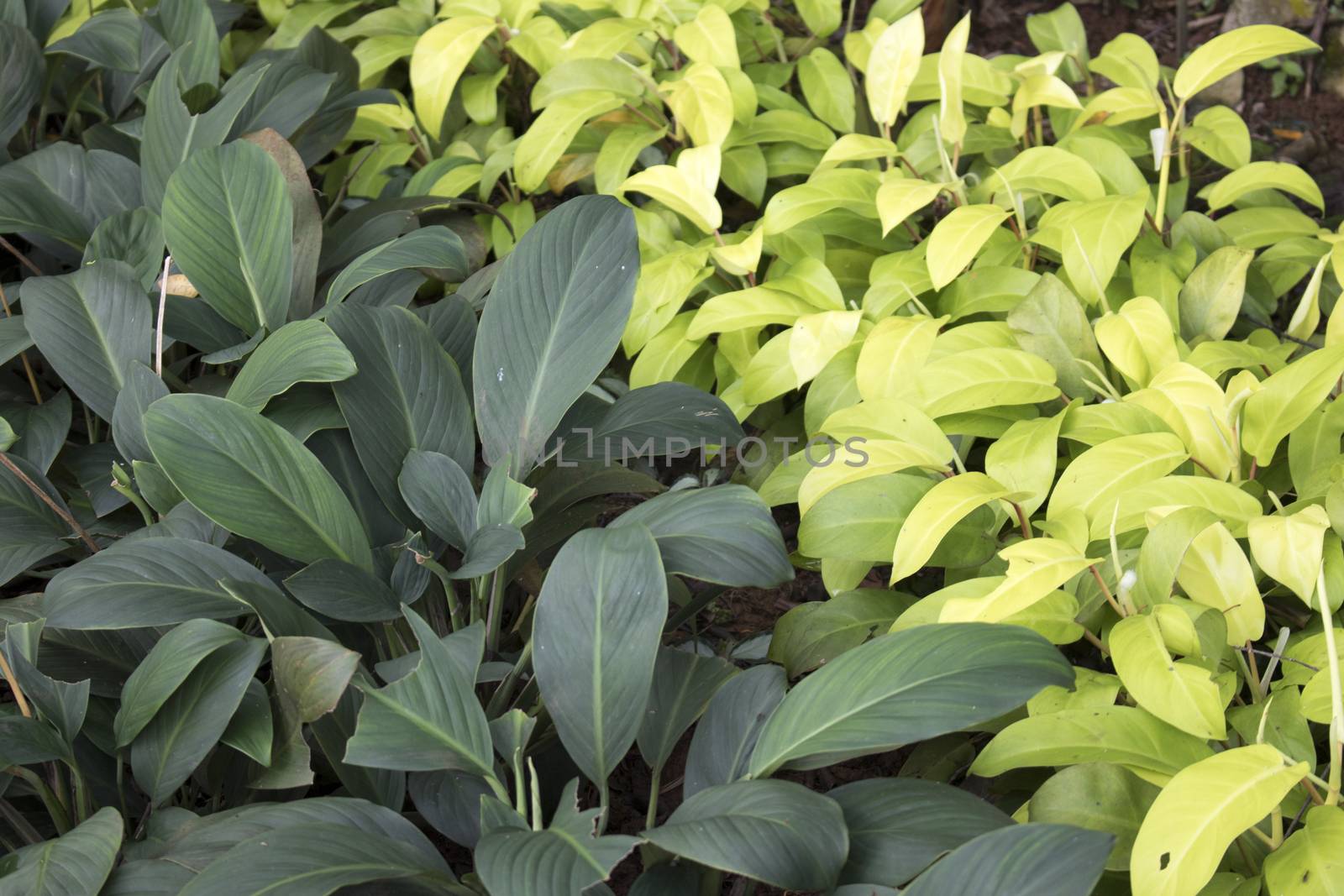 group of green leaves two color formation