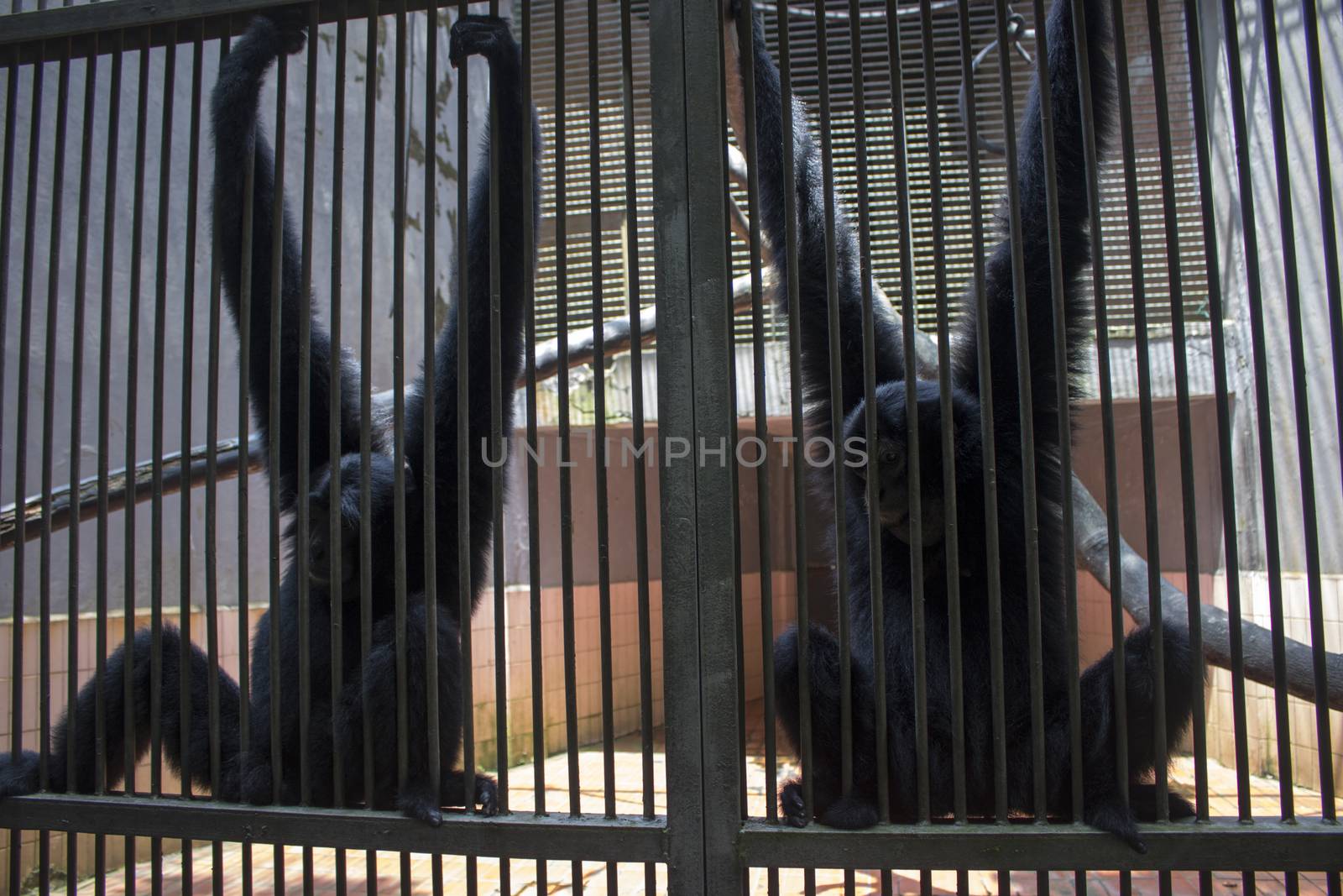 sad funny monkey inside cage by vector1st