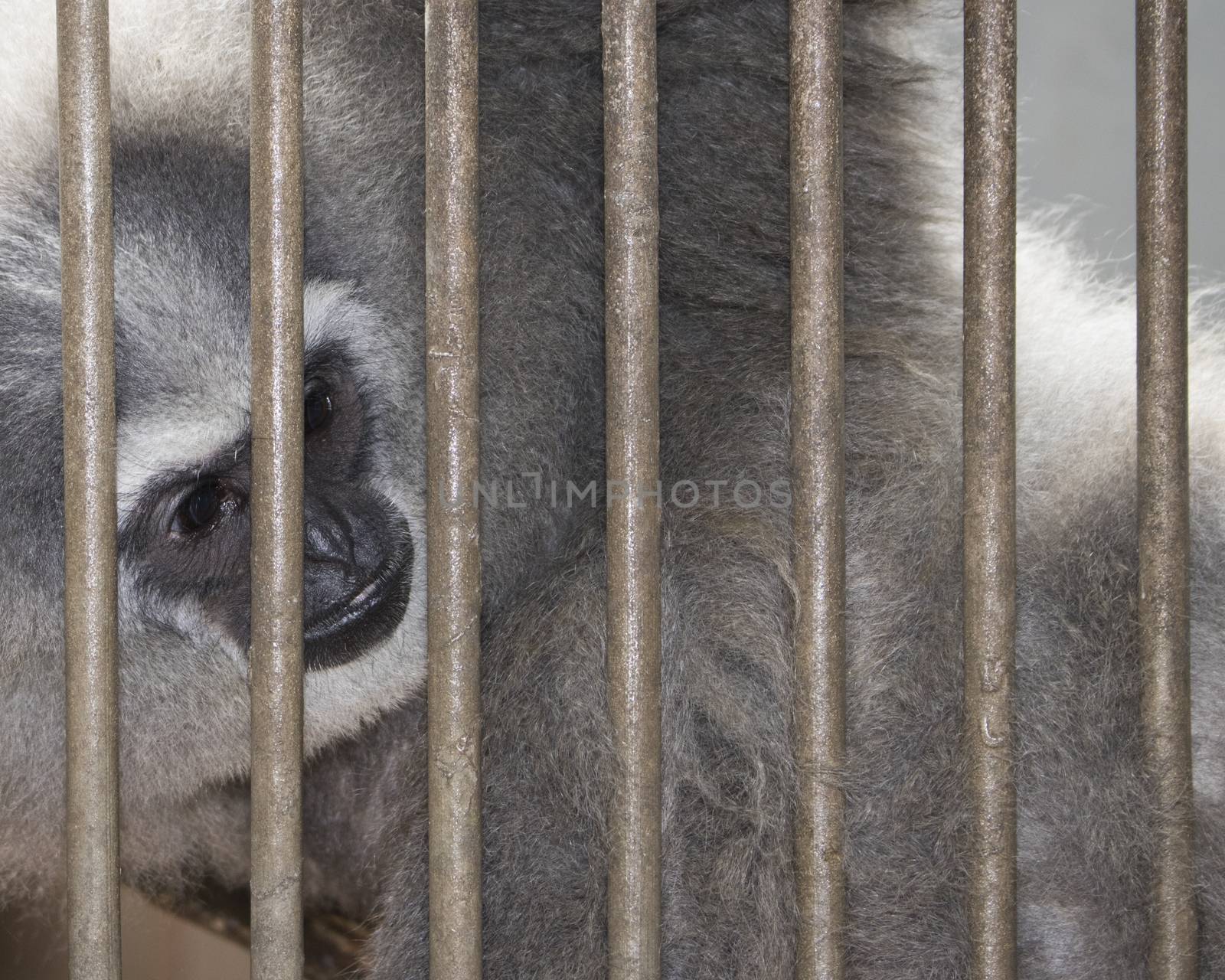 sad funny monkey inside cage by vector1st