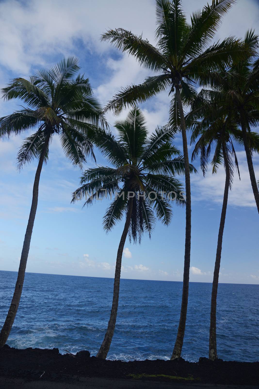 Coconut tree in Hawaii by porbital