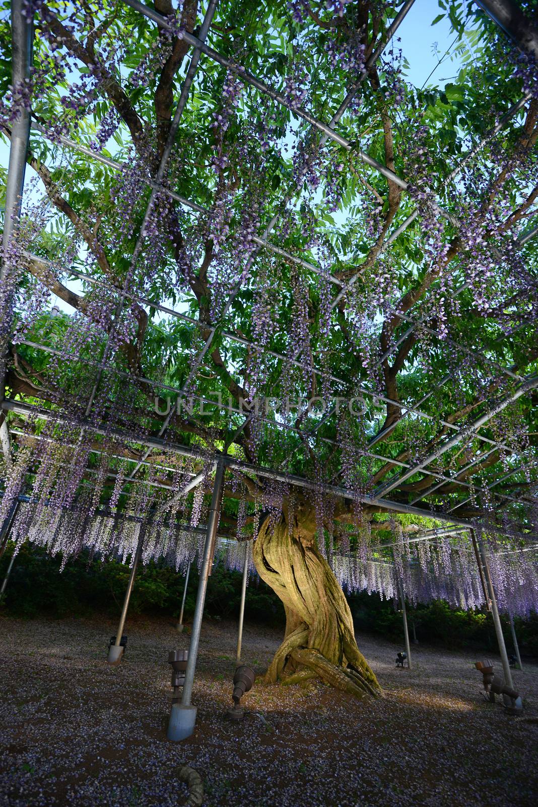 wisteria flowers in japan with illumination