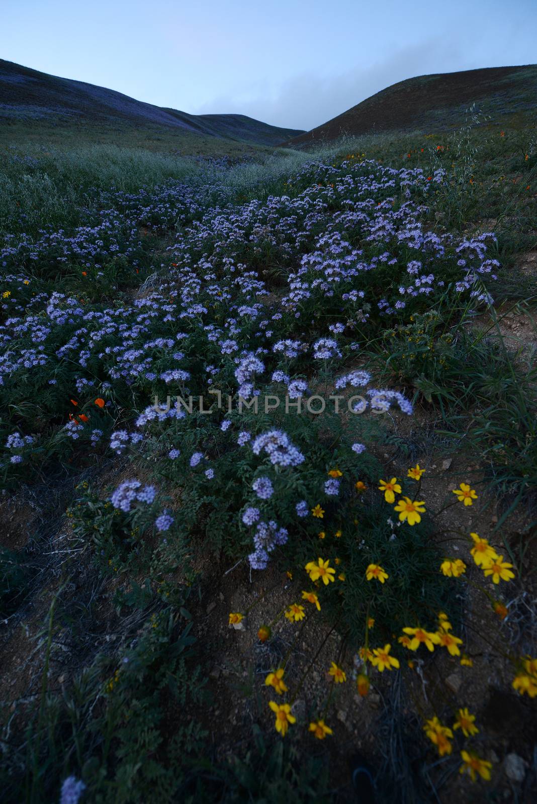 wildflowers on grass hill near los angeles