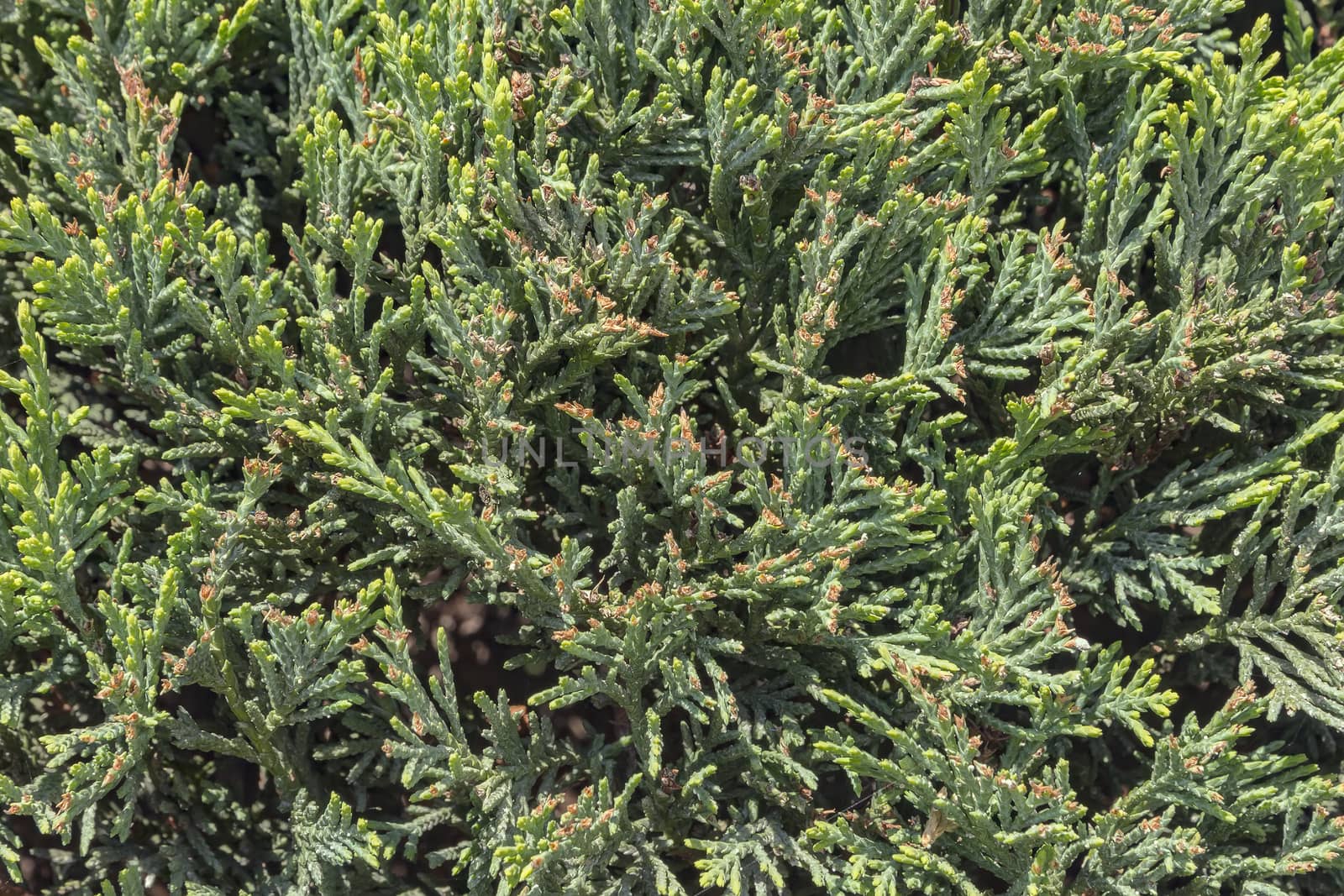  fresh fir/spruce,pine/ branch by EdVal