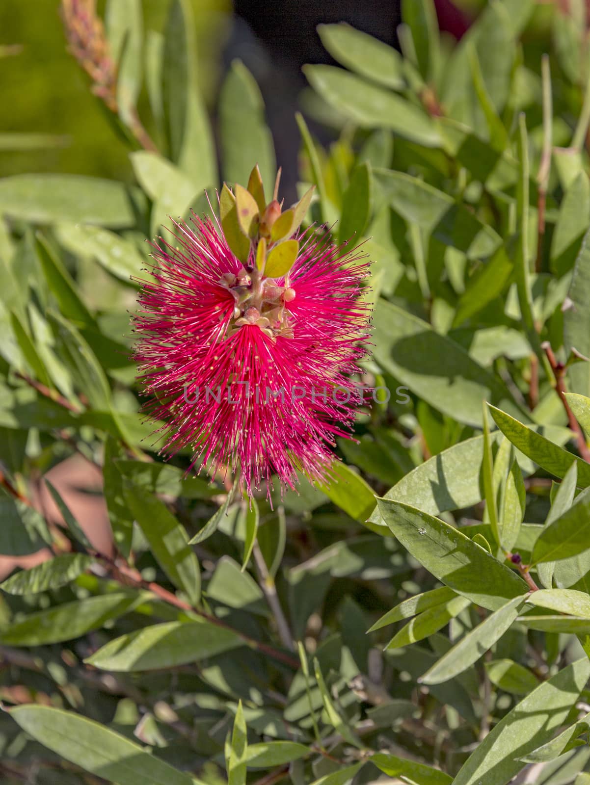 Bottlebrush flower colored red from tropical areas.