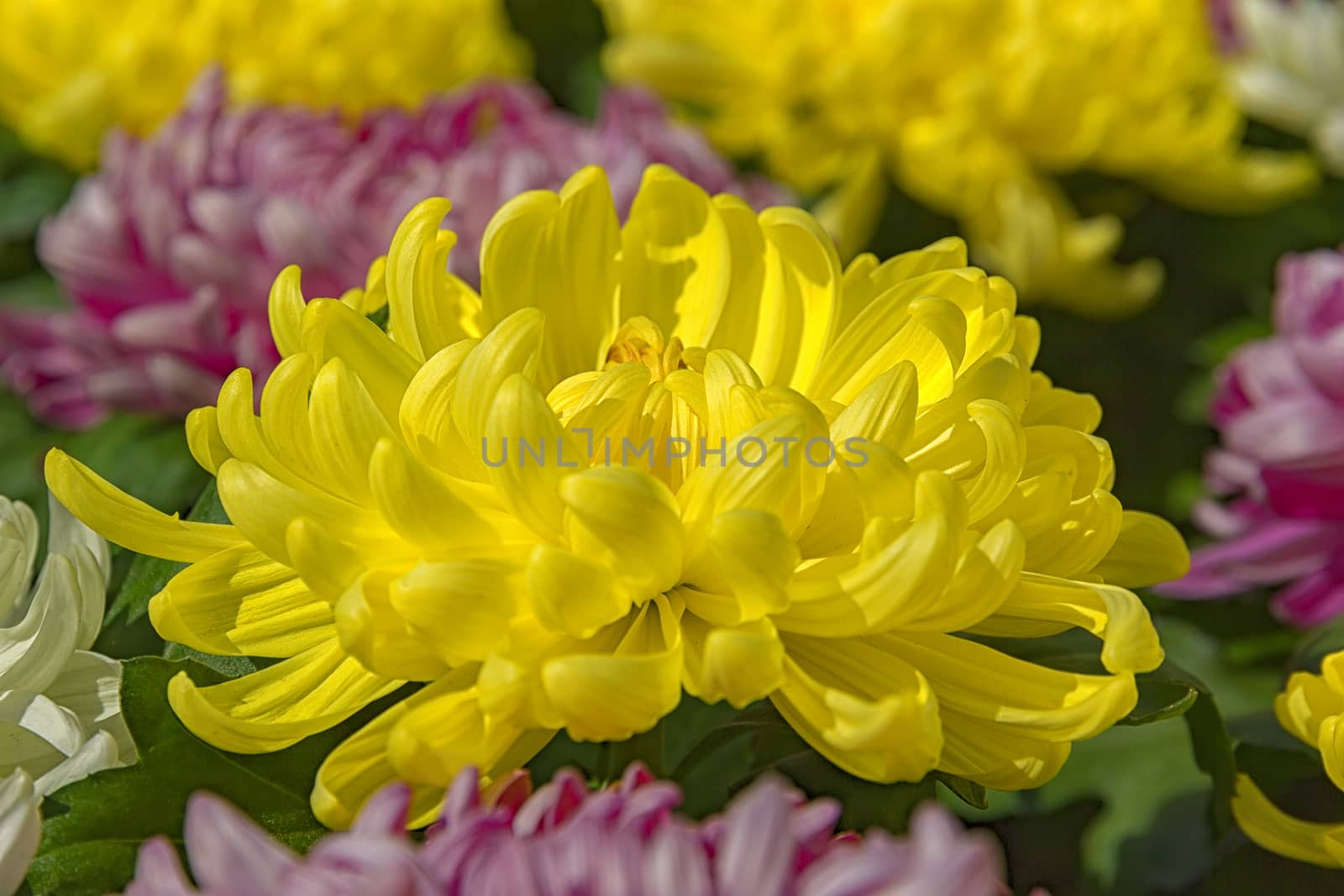 yellow chrysanthemum flower by EdVal
