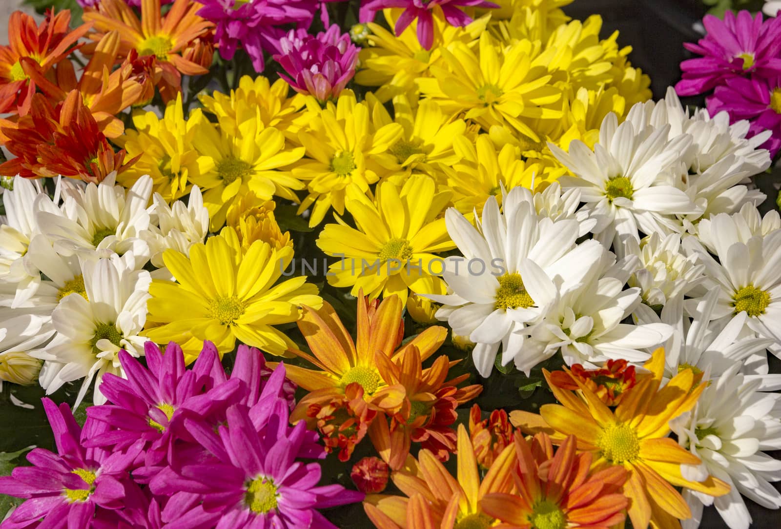 beautiful multicolored chrysanthemum flowers as background day view