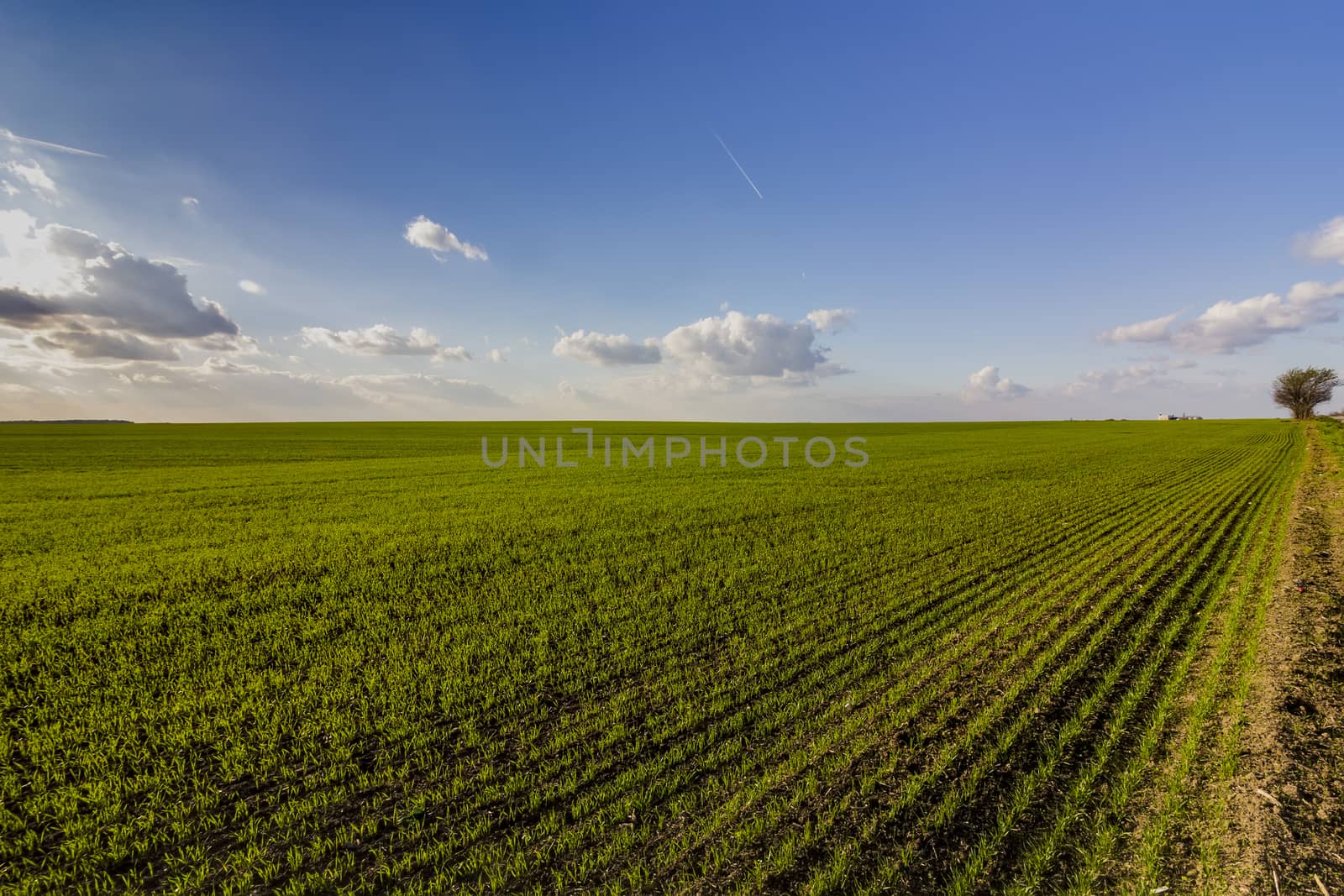 young wheat by EdVal