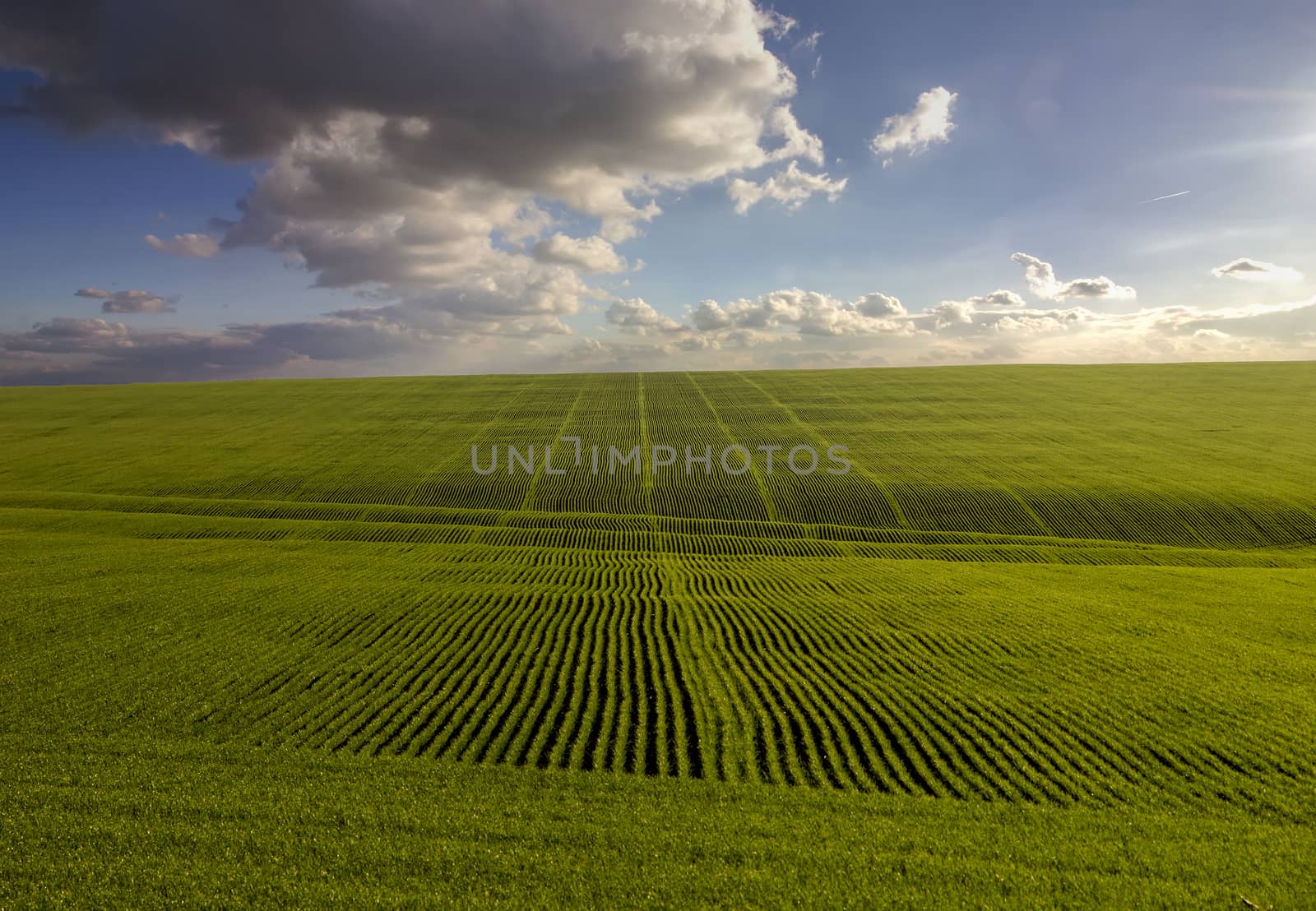 Stunning landscape of green young wheat field and day sky with clouds