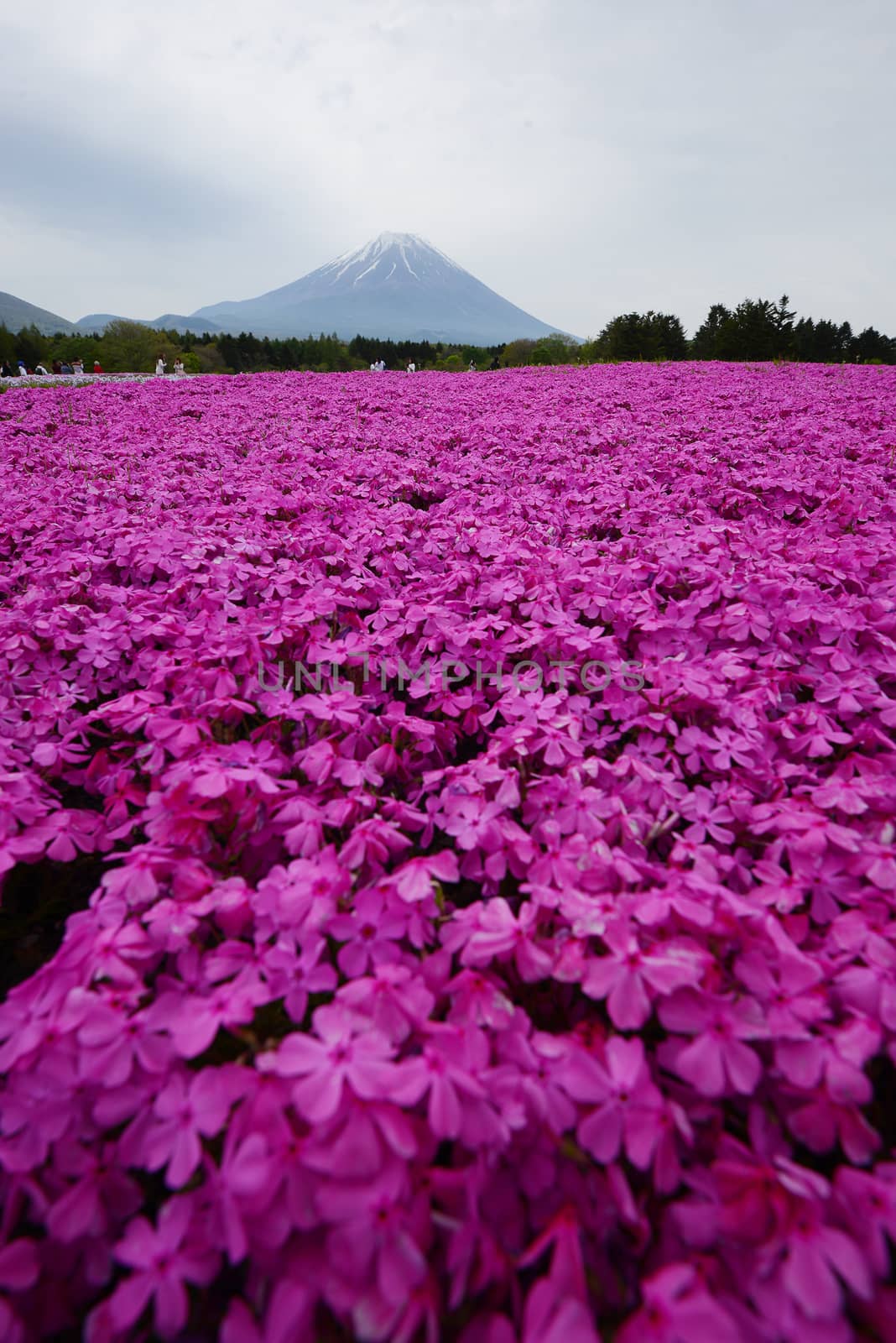 pink moss at fuji festival