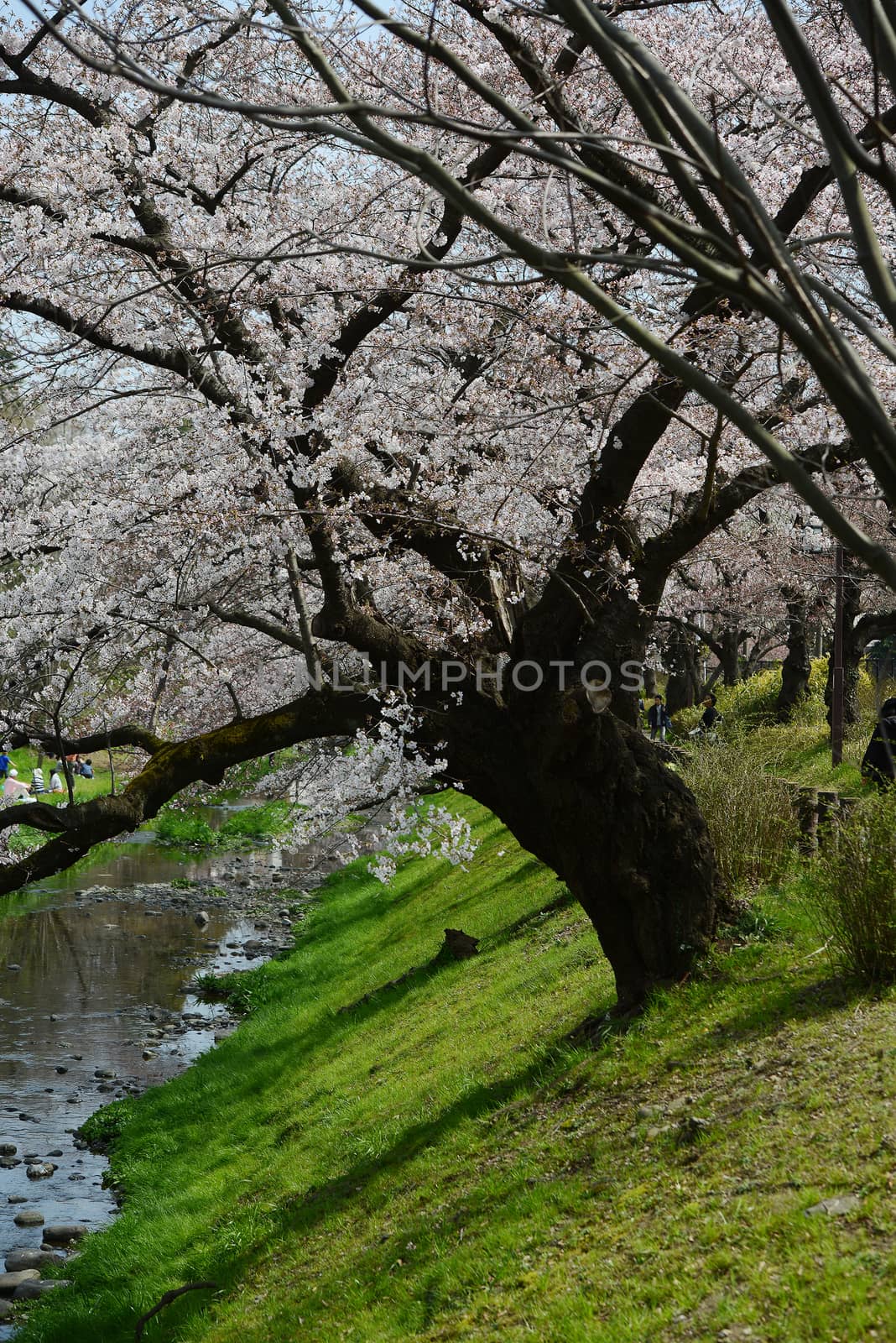 cherry blossom near tachikawa tokyo